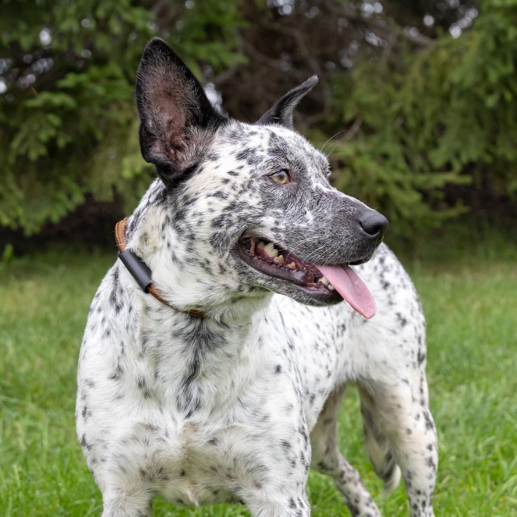 Sable, Adoptable, Adult Female Australian Cattle Dog / Blue Heeler & Mixed Breed.