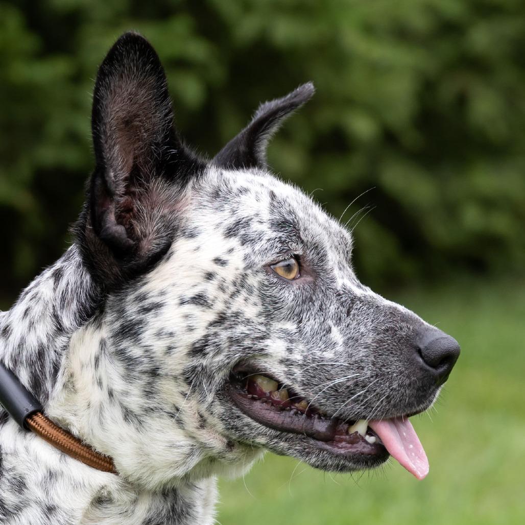 Enlarge Sable, a Adoptable mixed breed in Erie, PA image 2/6