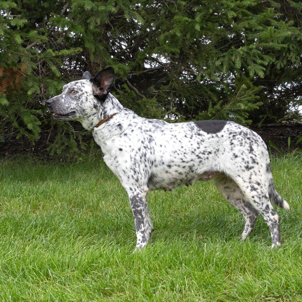 Enlarge Sable, a Adoptable mixed breed in Erie, PA image 3/6