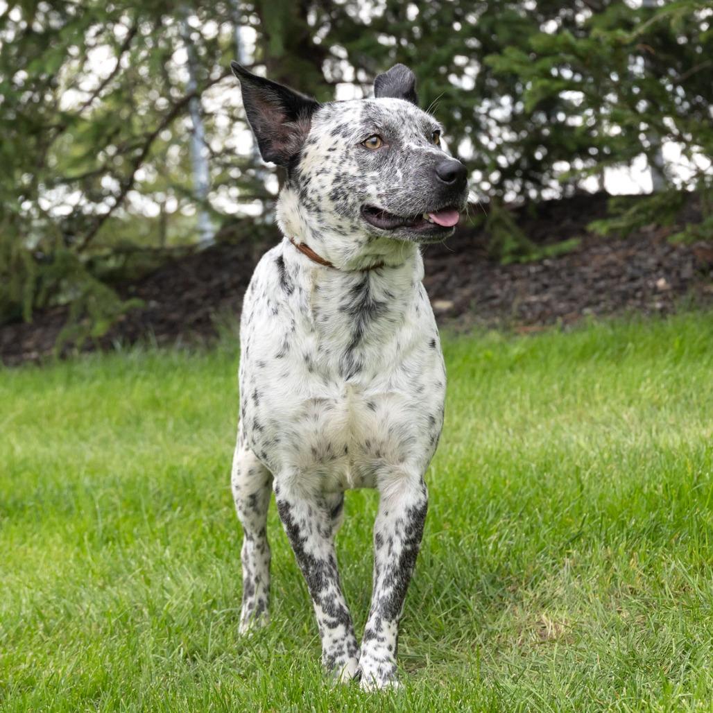 Enlarge Sable, a Adoptable mixed breed in Erie, PA image 4/6