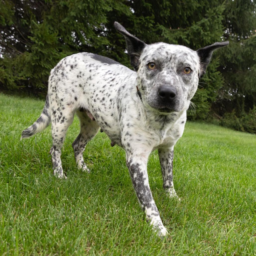 Enlarge Sable, a Adoptable mixed breed in Erie, PA image 6/6