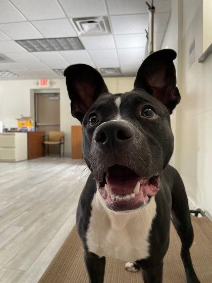 Enlarge Luma, a Adoptable mixed breed in South Bend, IN image 1/3