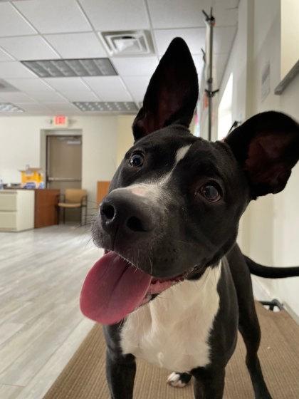 Enlarge Luma, a Adoptable mixed breed in South Bend, IN image 2/3