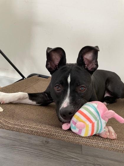 Enlarge Luma, a Adoptable mixed breed in South Bend, IN image 3/3