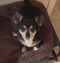 Scarlett, Adoptable, Senior Female Chihuahua.