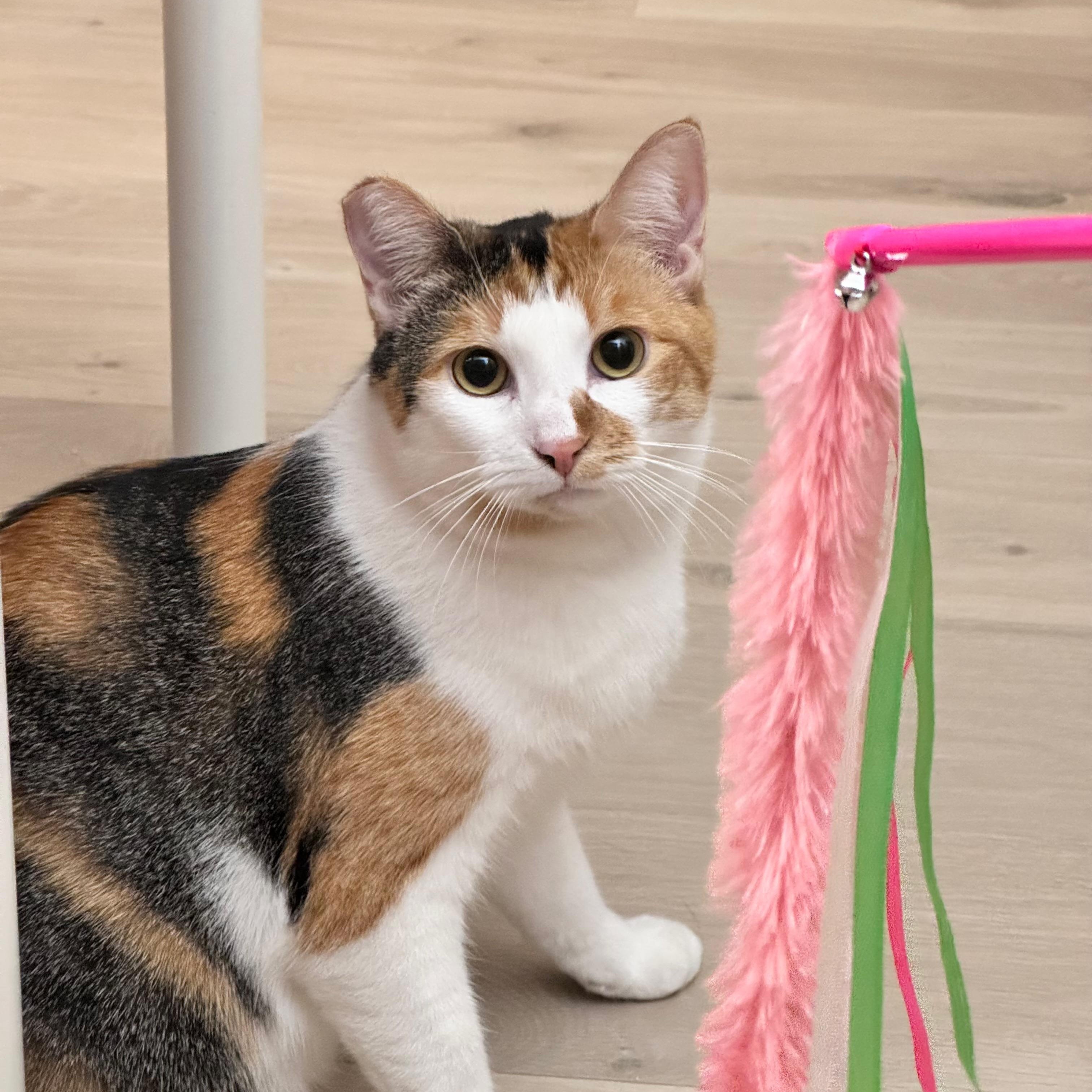 Enlarge Callie (:, a Adoptable Calico in Canoga Park, CA image 1/4