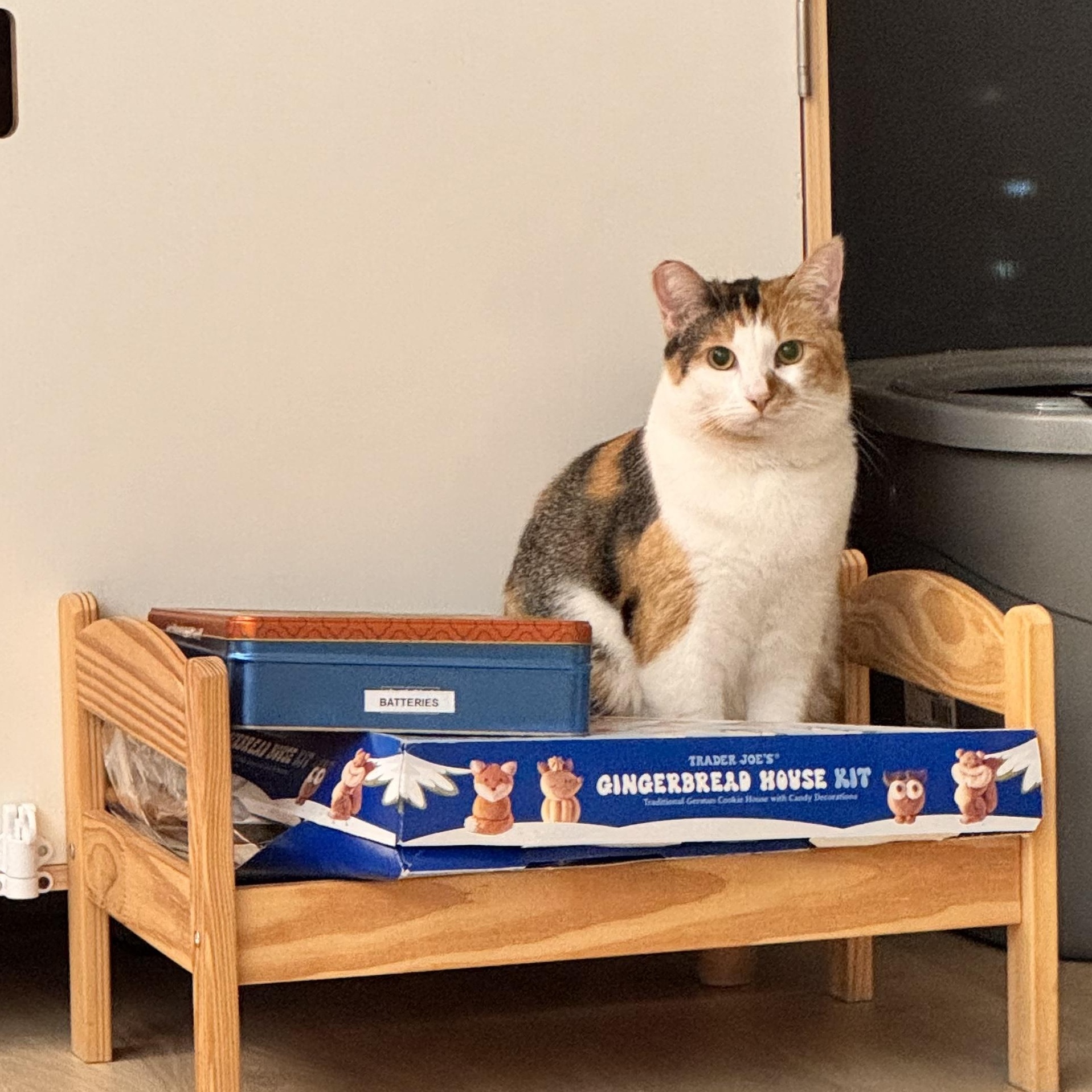 Enlarge Callie (:, a Adoptable Calico in Canoga Park, CA image 2/4