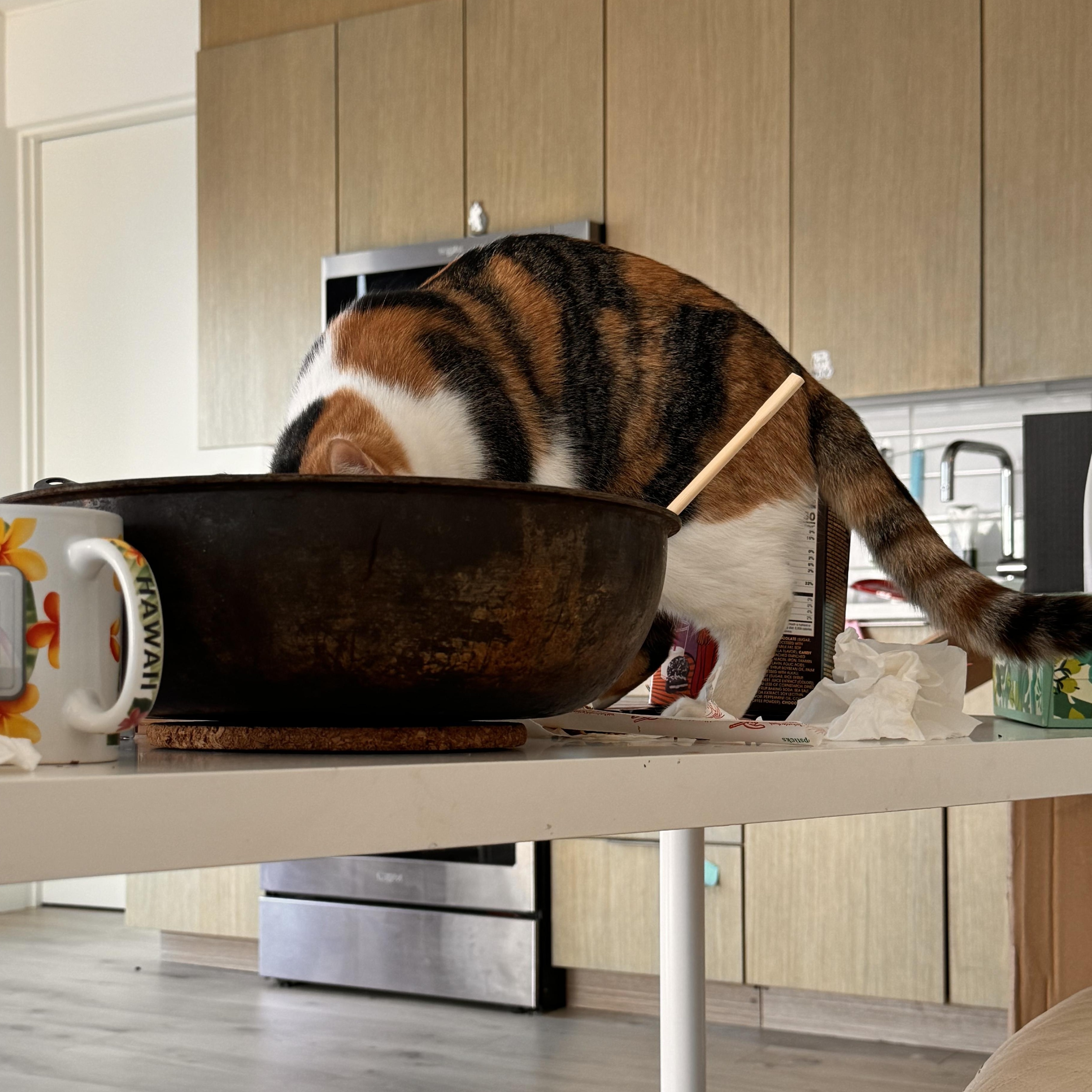 Enlarge Callie (:, a Adoptable Calico in Canoga Park, CA image 4/4