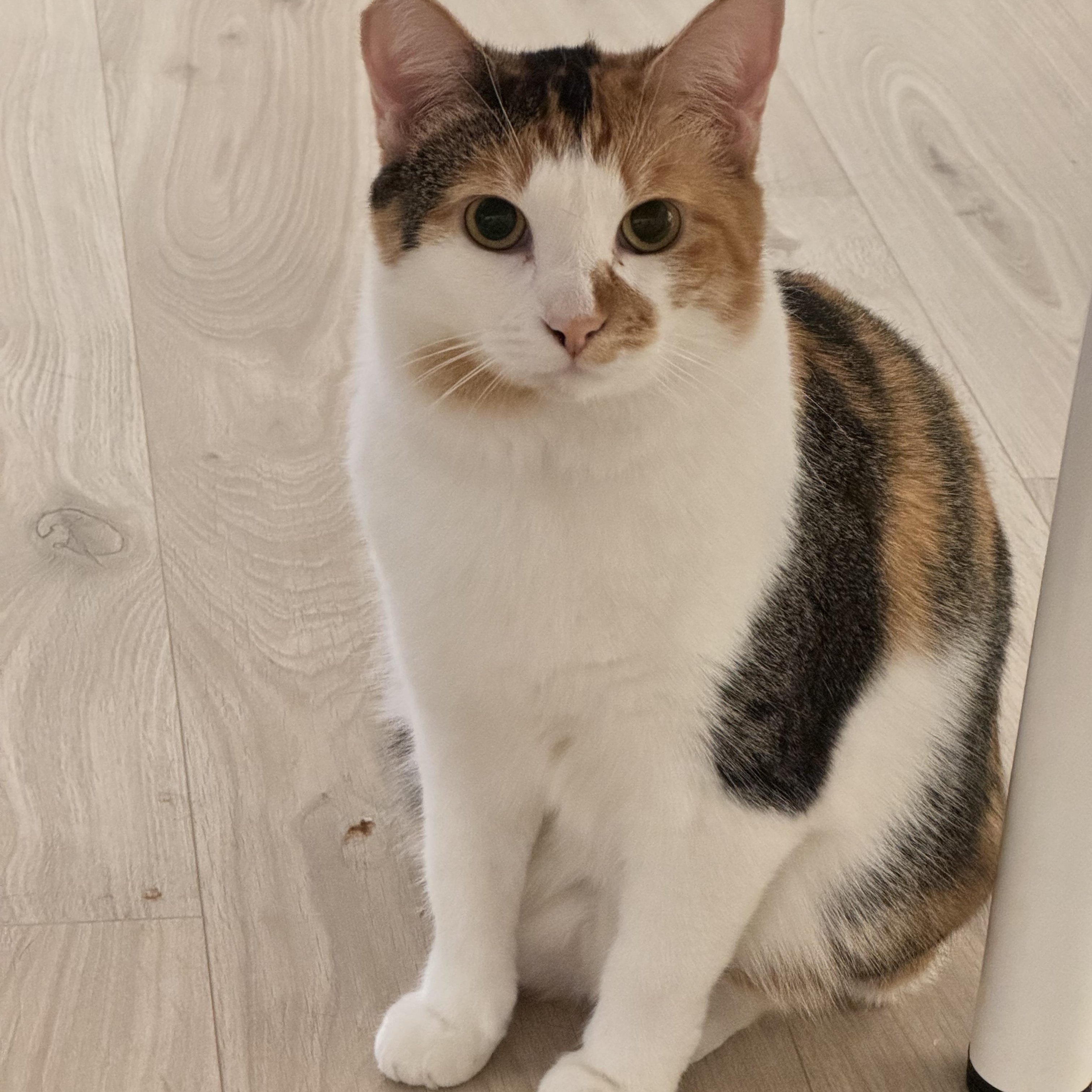 Enlarge Callie (:, a Adoptable Calico in Canoga Park, CA image 3/4