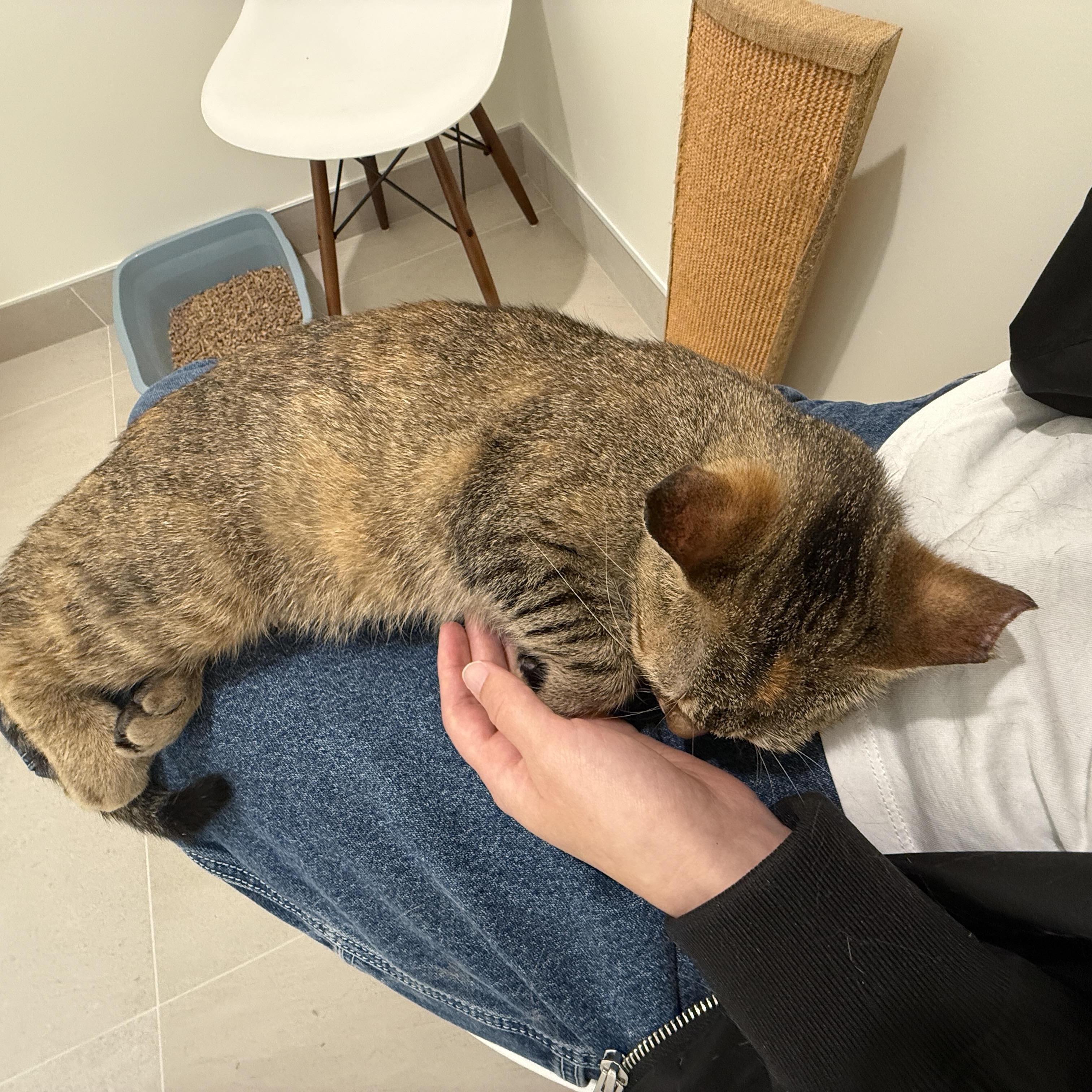 Suzie, an adoptable Domestic Short Hair in Evanston, IL image 1/2