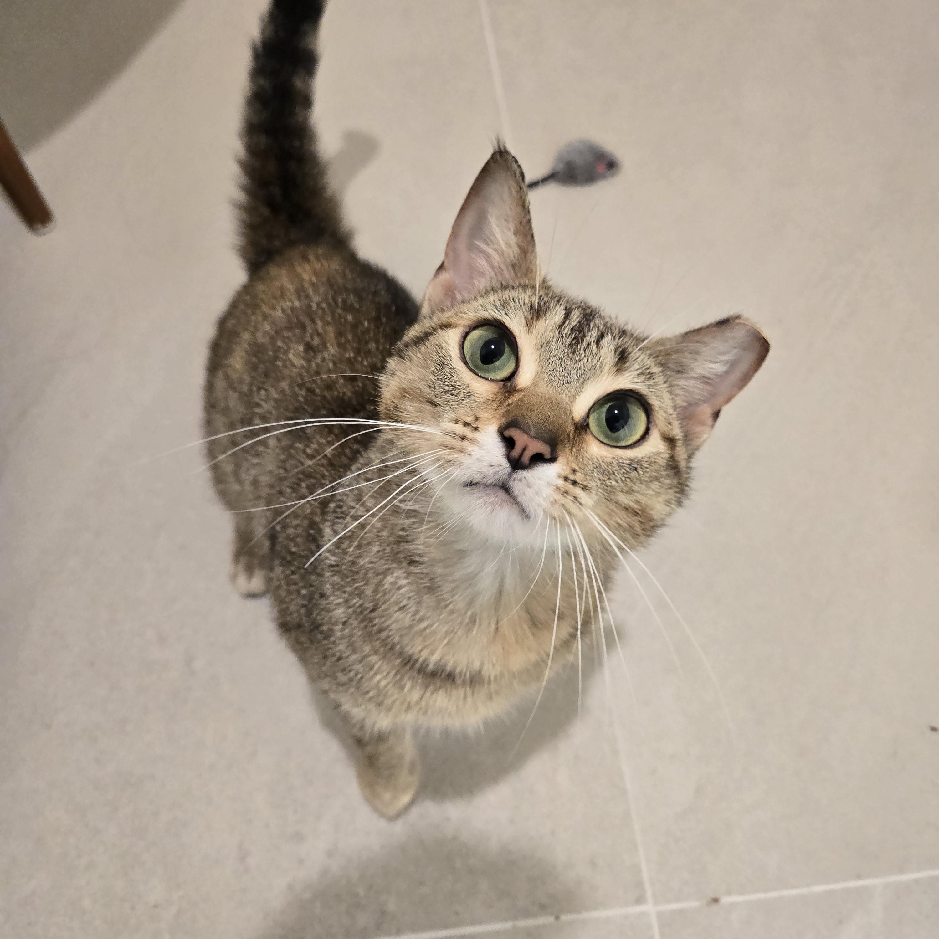 Suzie, adoptable, Young Female Domestic Short Hair.