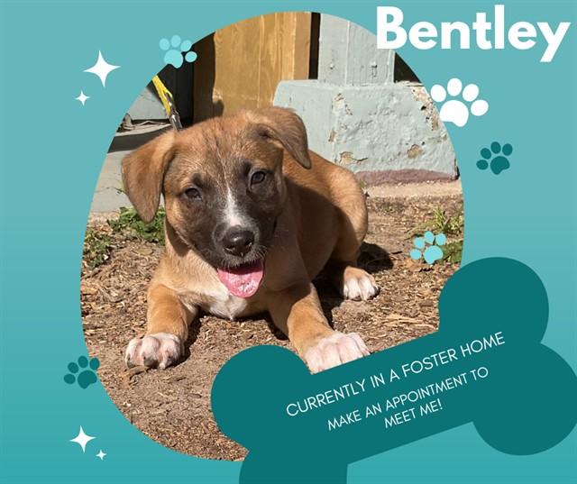 BENTLEY, Adoptable, Puppy Female Pit Bull Terrier & Mixed Breed.