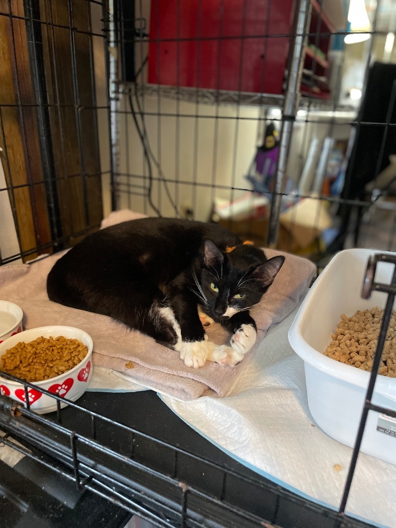 Penny, Adoptable, Adult Female Domestic Short Hair.