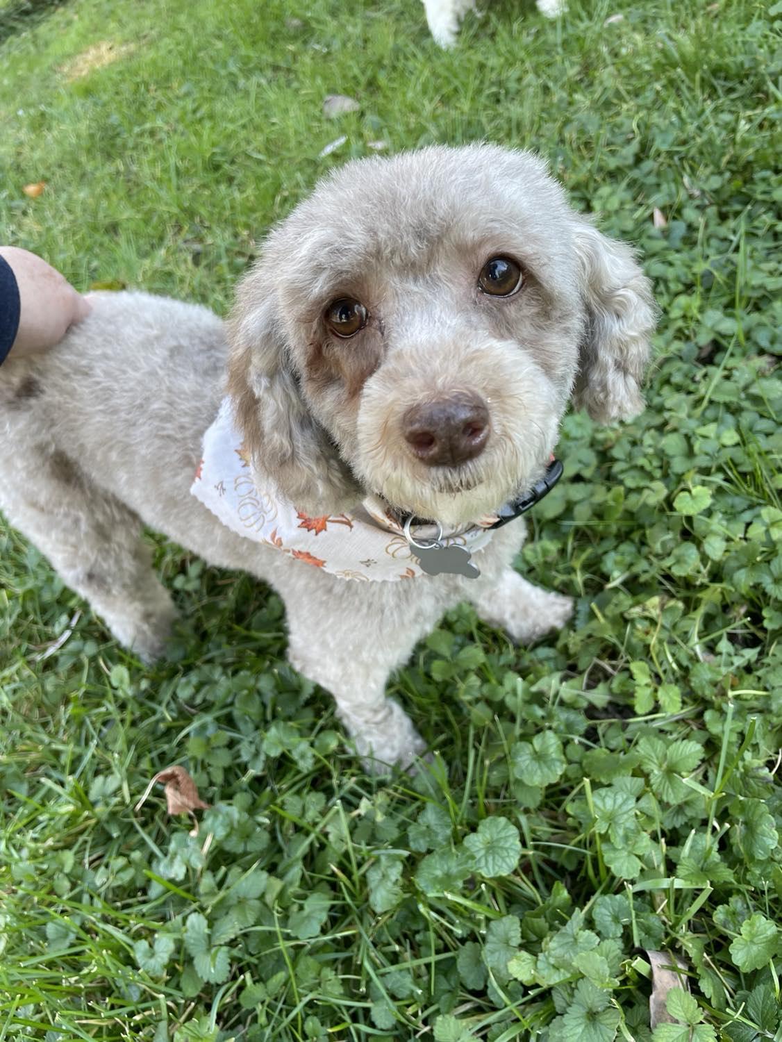 Enlarge Dove, a Adopted Poodle in Furlong, PA image 3/5