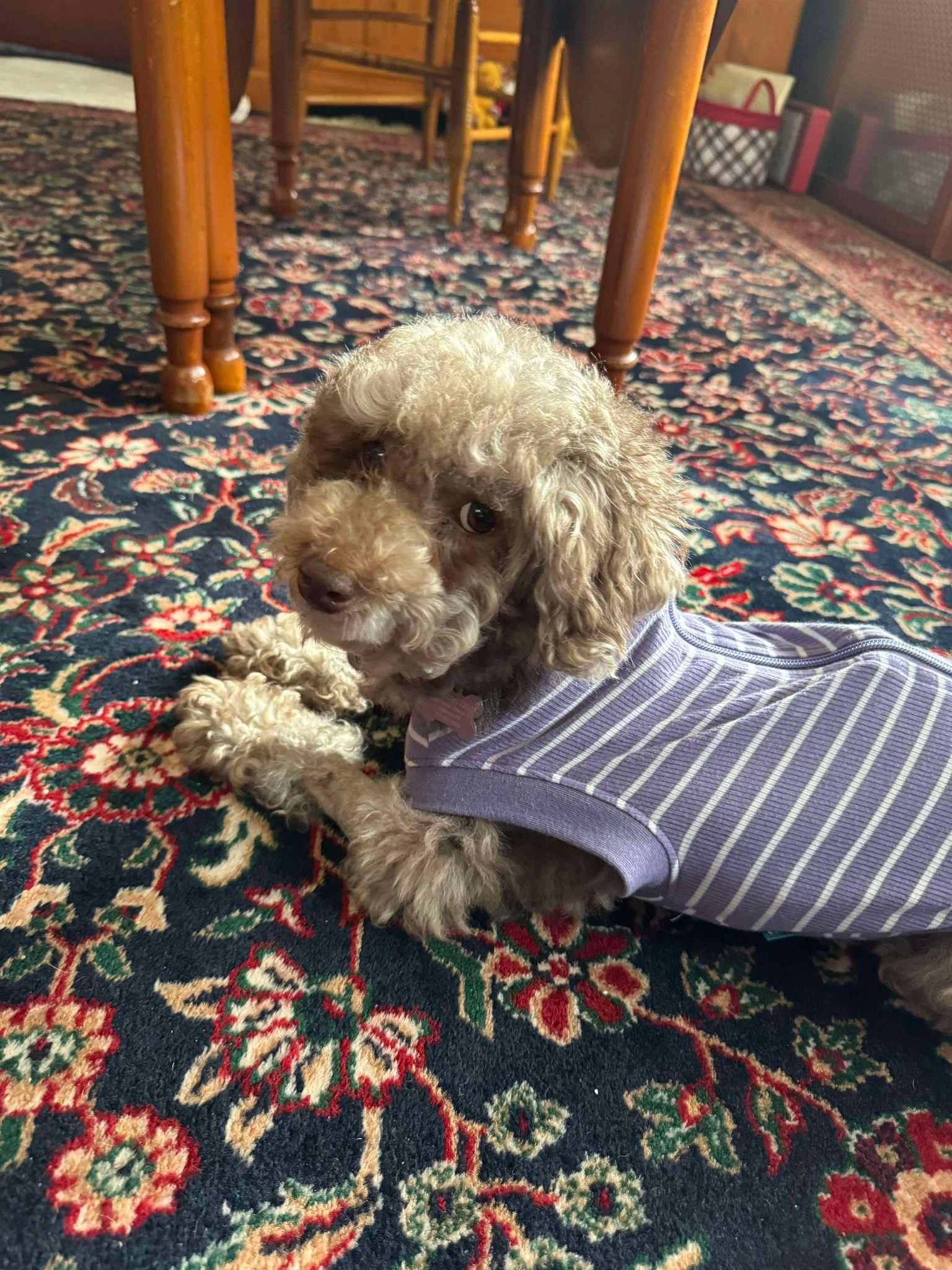 Enlarge Dove, a Adopted Poodle in Furlong, PA image 2/5