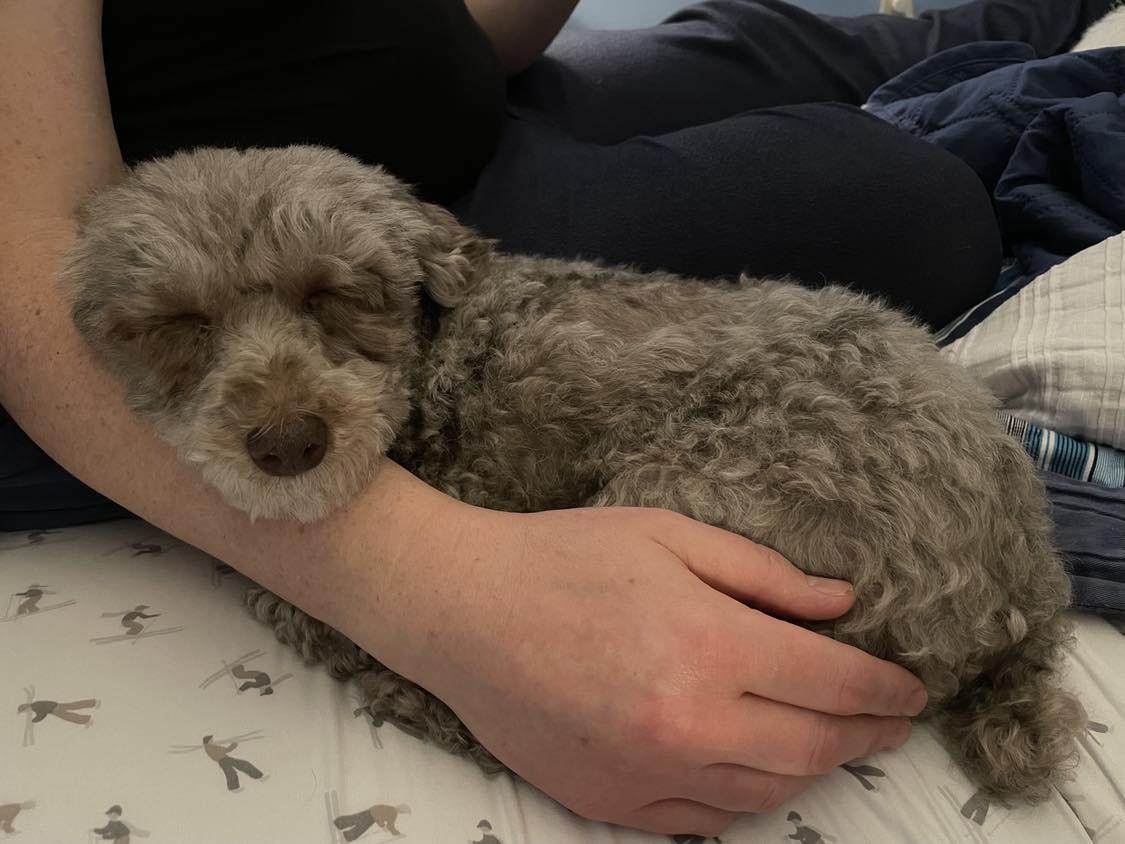 Enlarge Dove, a Adopted Poodle in Furlong, PA image 4/5