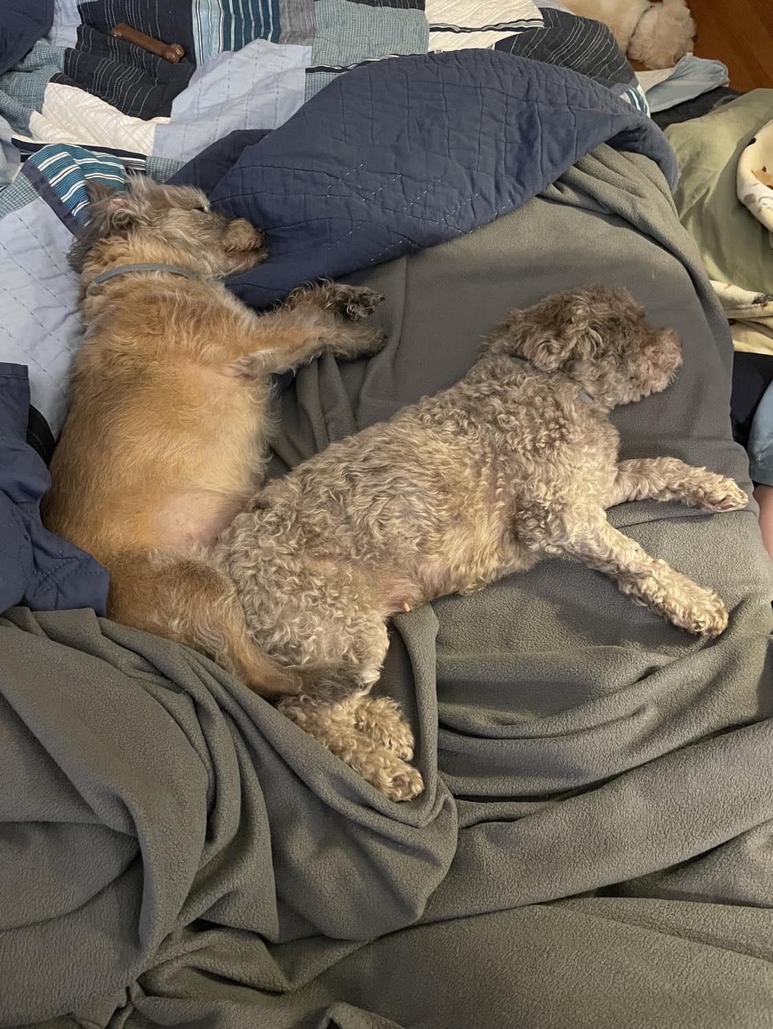 Enlarge Dove, a Adopted Poodle in Furlong, PA image 5/5