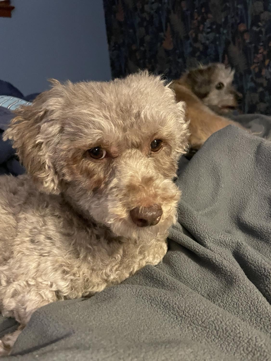 Enlarge Dove, a Adopted Poodle in Furlong, PA image 1/5