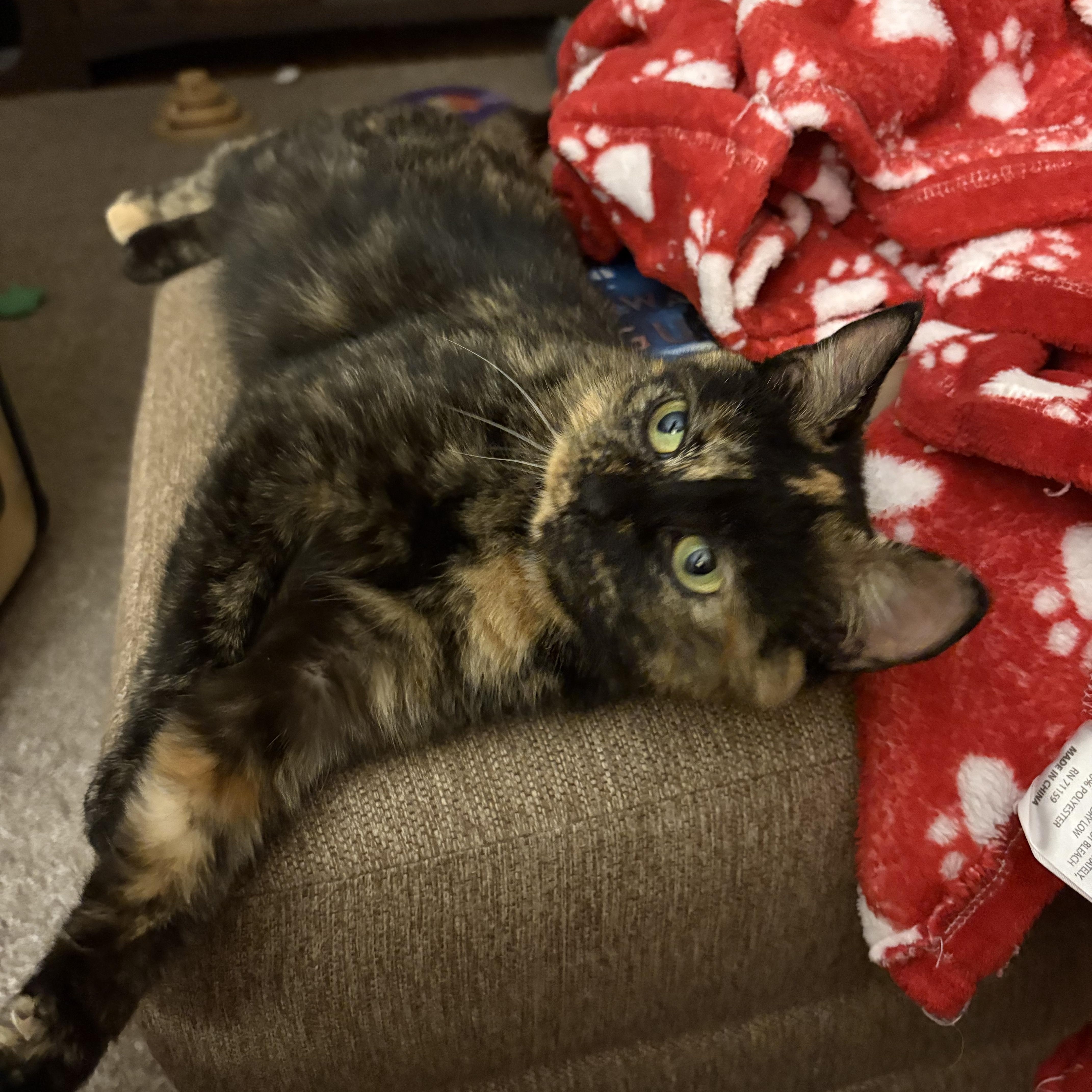 Nutmeg, ADOPTABLE, Young Female Tortoiseshell.