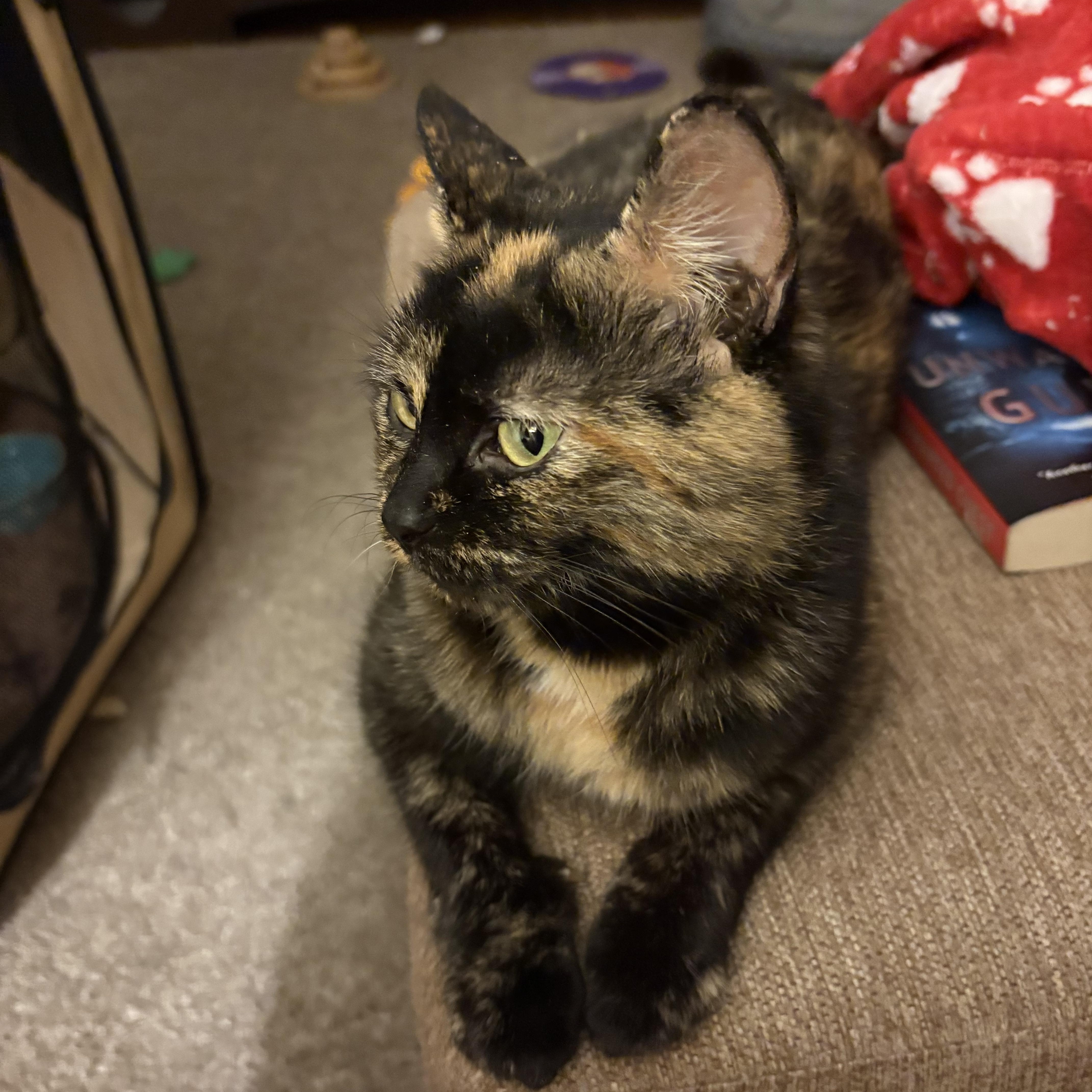 Enlarge Nutmeg, a ADOPTABLE Tortoiseshell in Cleveland, OH image 3/4