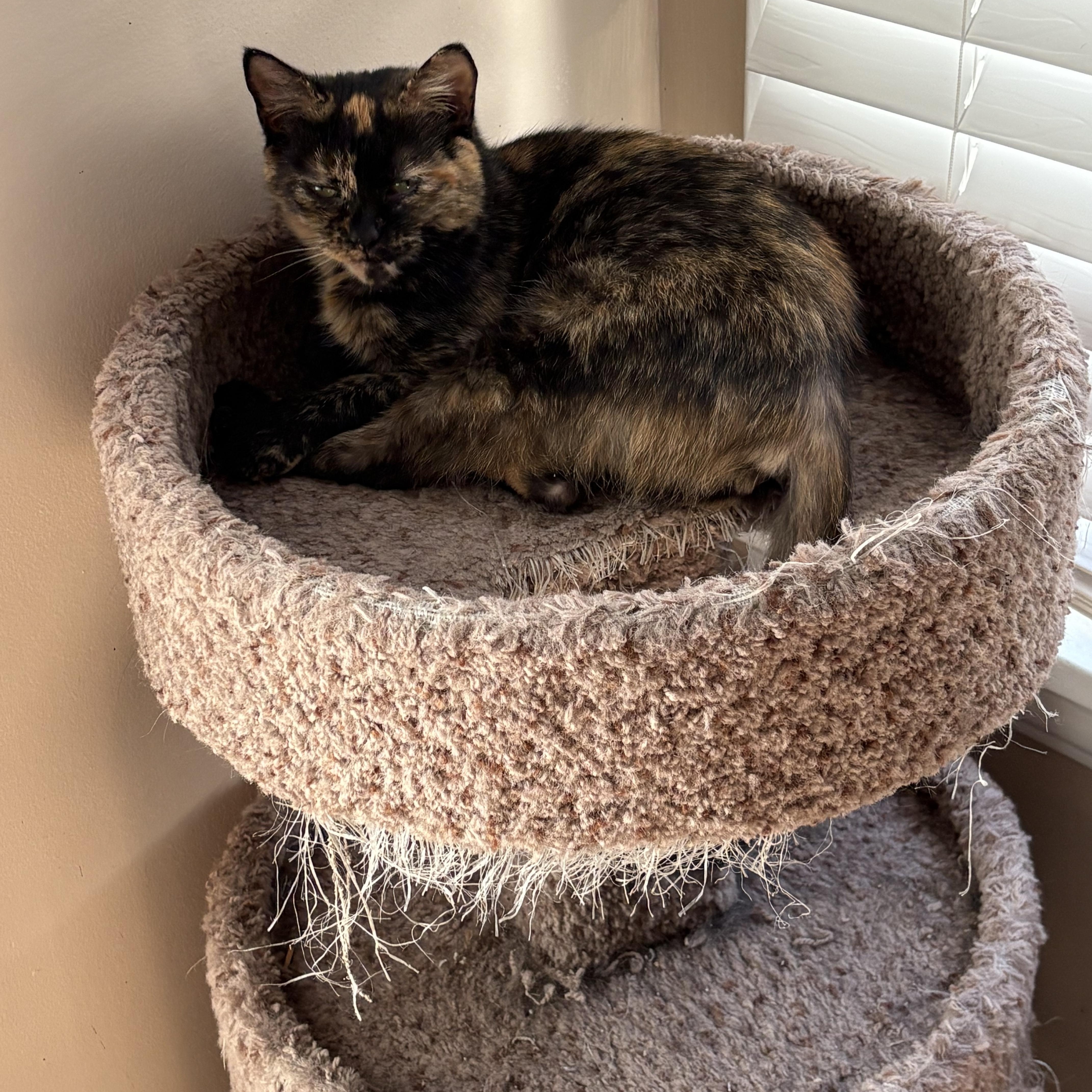 Enlarge Nutmeg, a ADOPTABLE Tortoiseshell in Cleveland, OH image 4/4