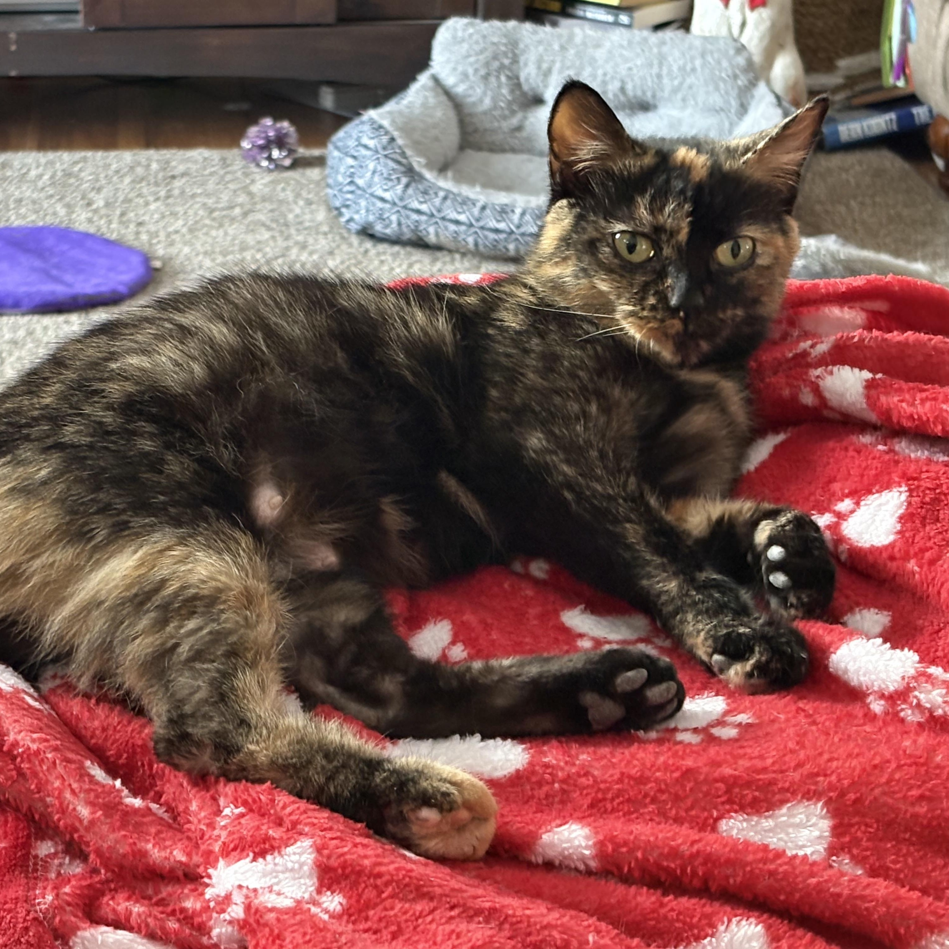 Enlarge Nutmeg, a ADOPTABLE Tortoiseshell in Cleveland, OH image 2/4