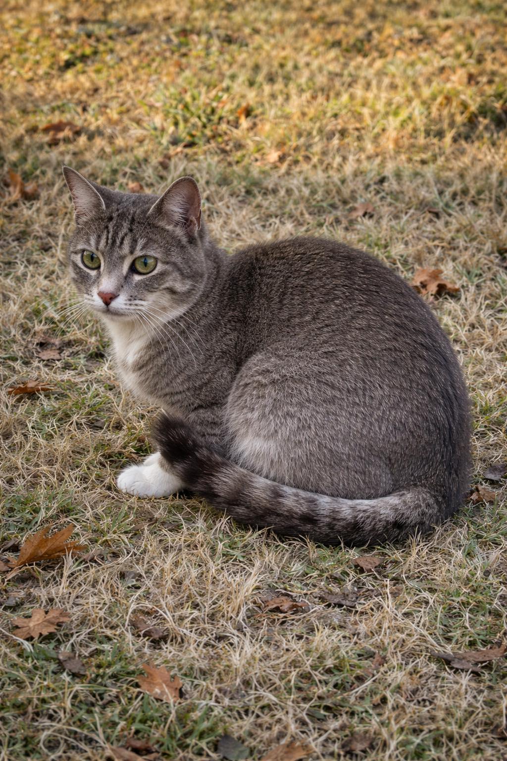 Enlarge FROST, an adopted Tabby in Jenks, OK image 1/1