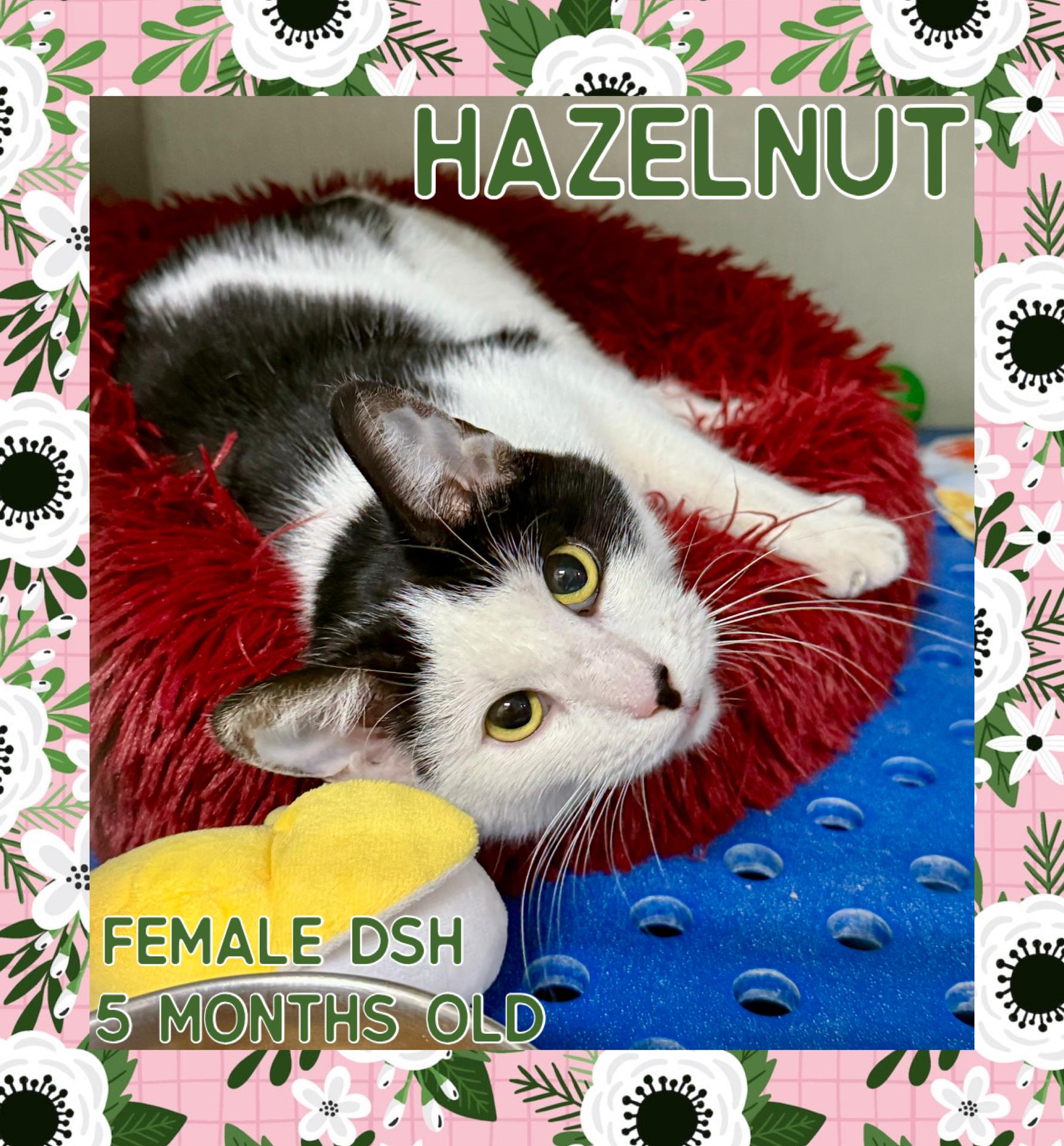 Hazelnut, Adoptable, Young Female Domestic Short Hair.