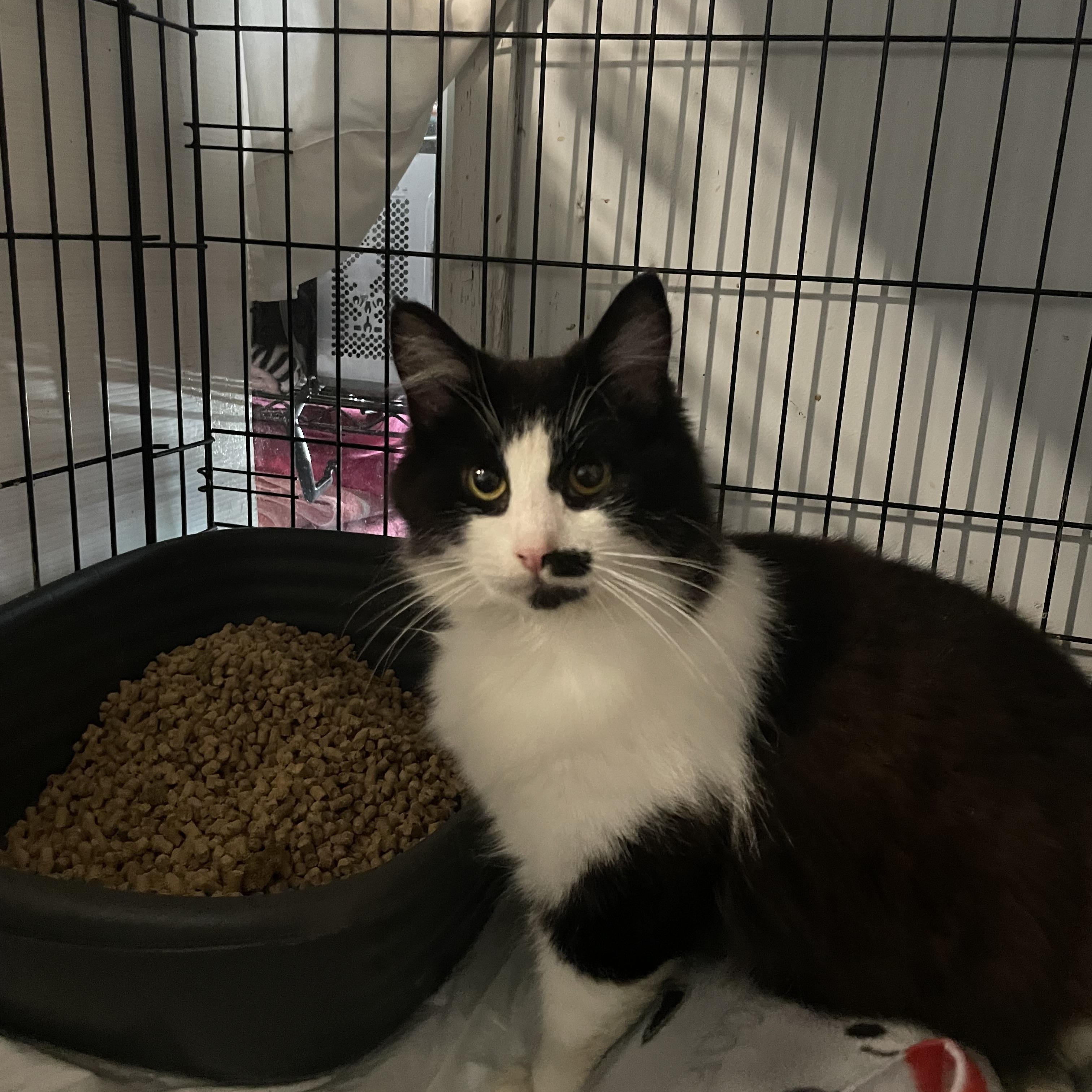 Waffles, Adoptable, Adult Female Domestic Medium Hair.