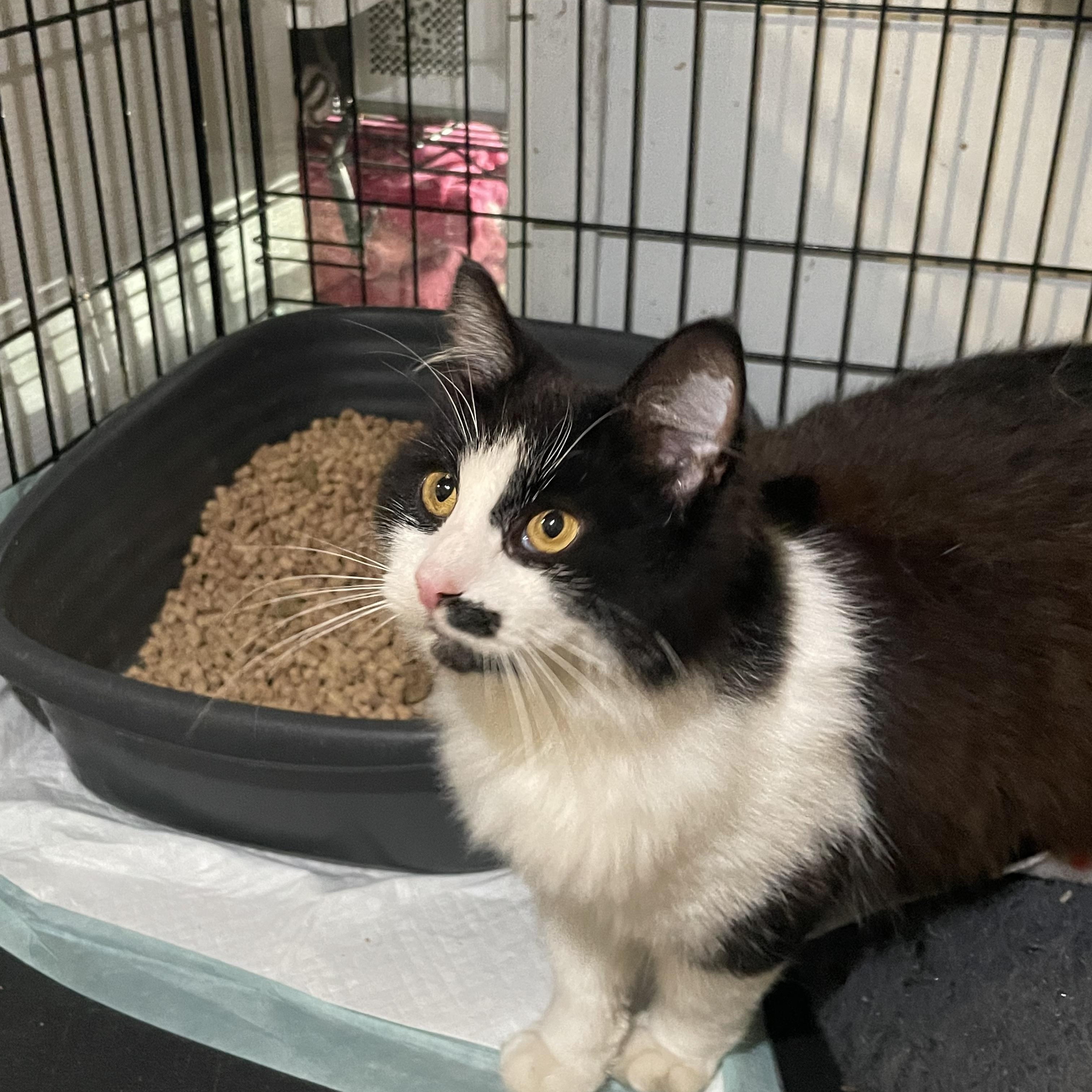 Enlarge Waffles, a Adoptable Domestic Medium Hair in Port Wentworth, GA image 2/3