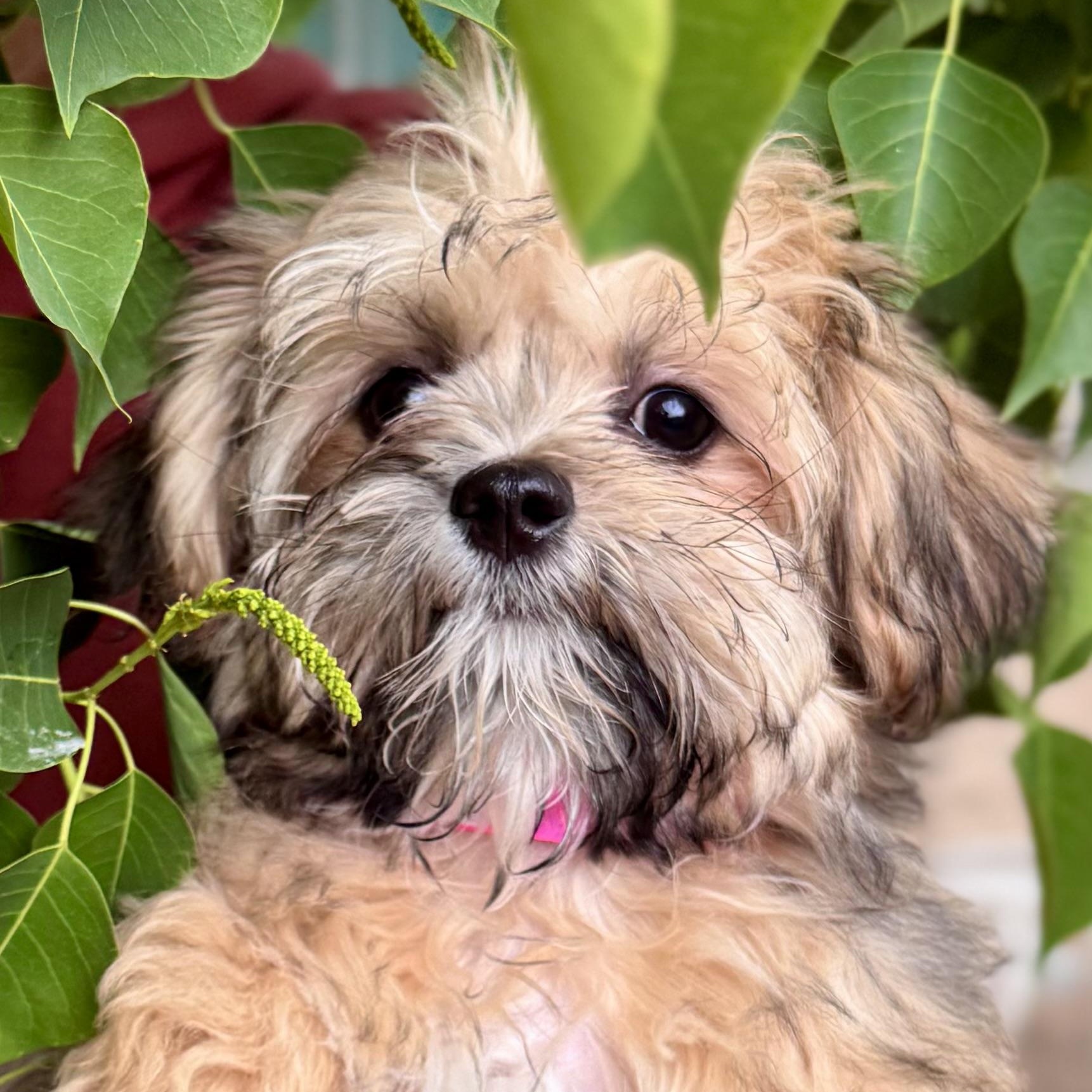 Enlarge BABY LONDON, an adopted mixed breed in Fresno, CA image 3/4