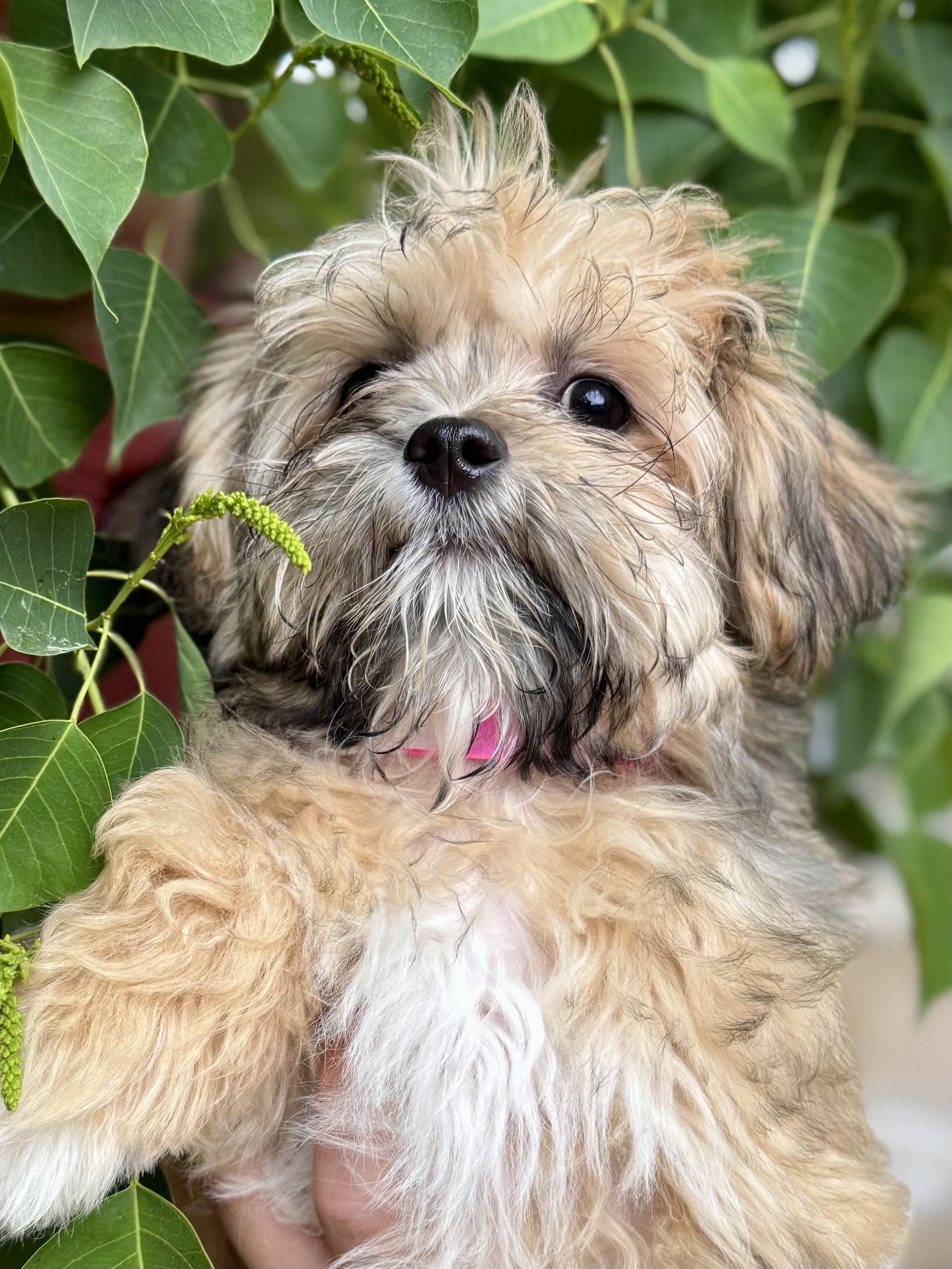 Enlarge BABY LONDON, an adopted mixed breed in Fresno, CA image 4/4