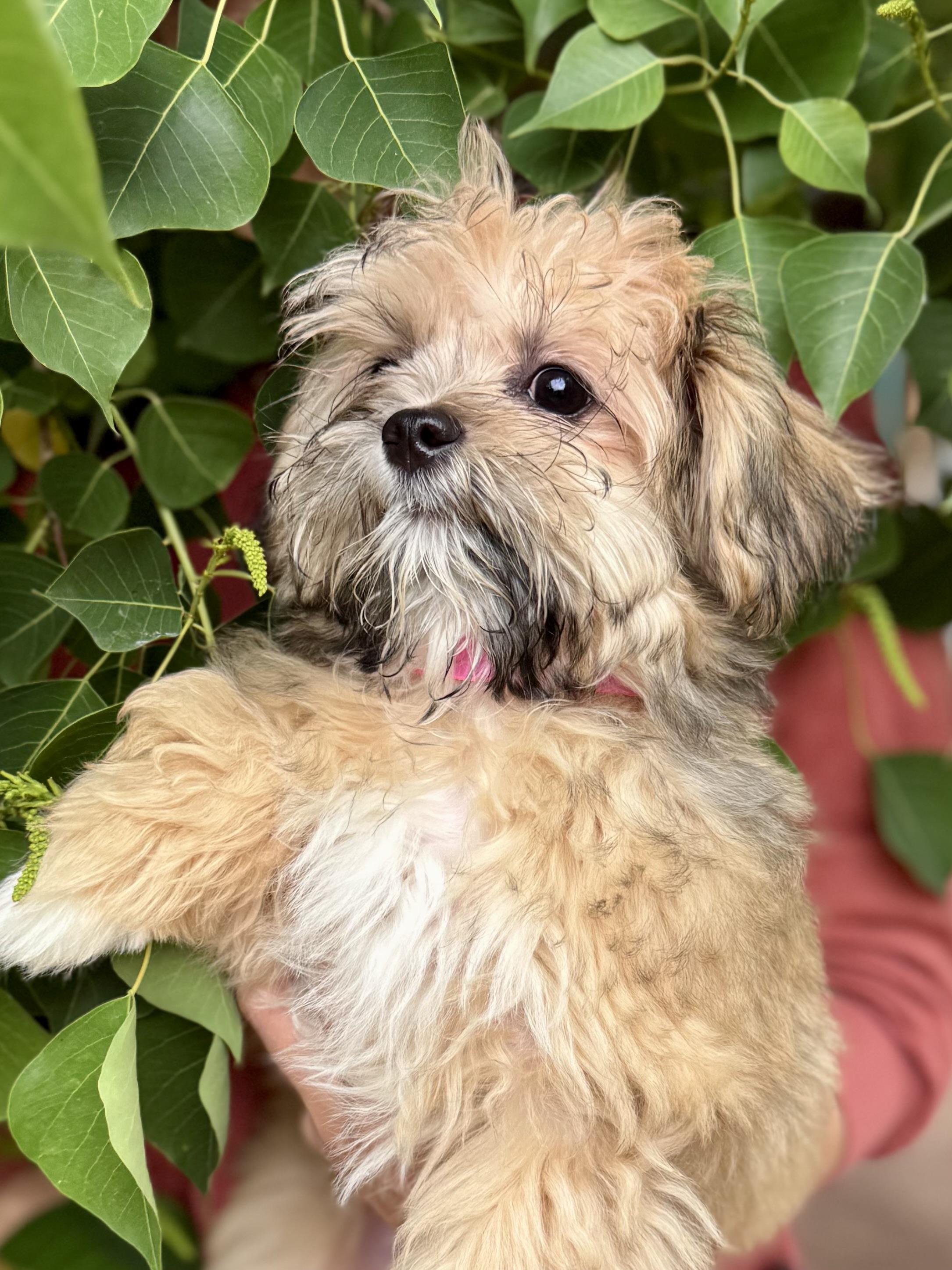 Enlarge BABY LONDON, an adopted mixed breed in Fresno, CA image 2/4