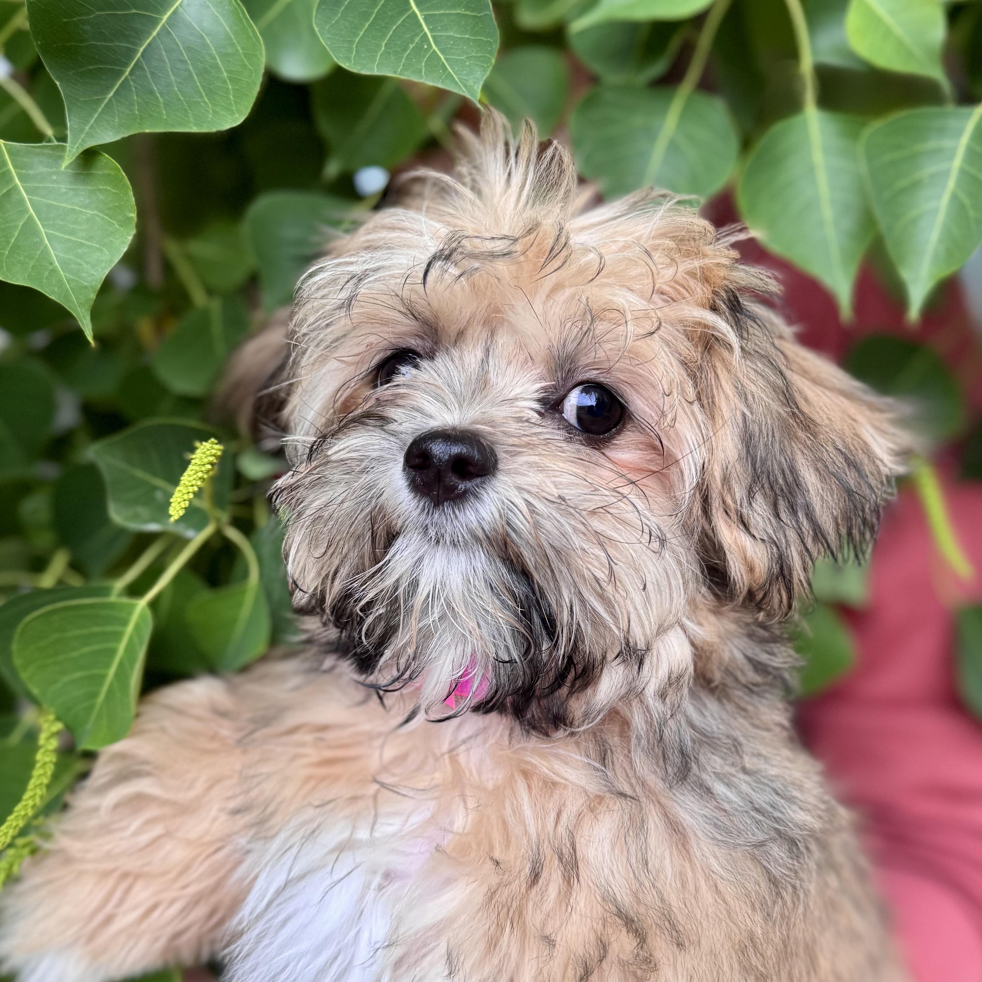 BABY LONDON, adopted, Puppy Female Shih Tzu.