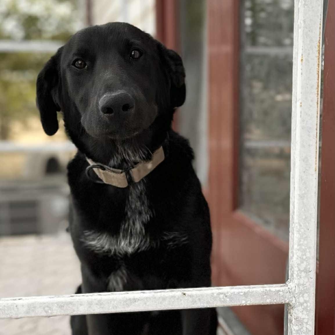 Enlarge Valerie, a Adoptable mixed breed in Trinidad, CO image 4/6