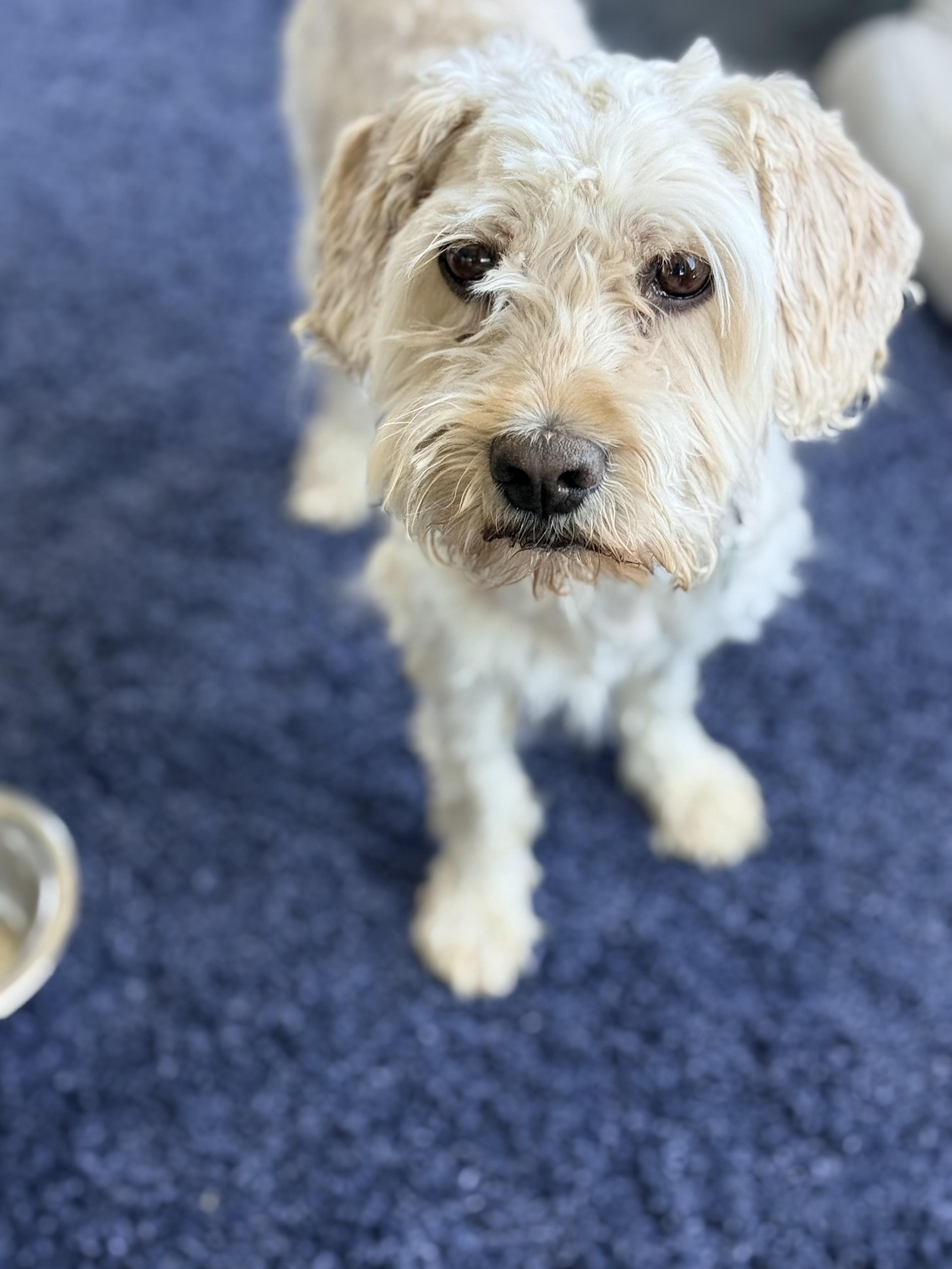 CHOWDER, a Adoptable mixed breed in los angeles, CA image 3/6