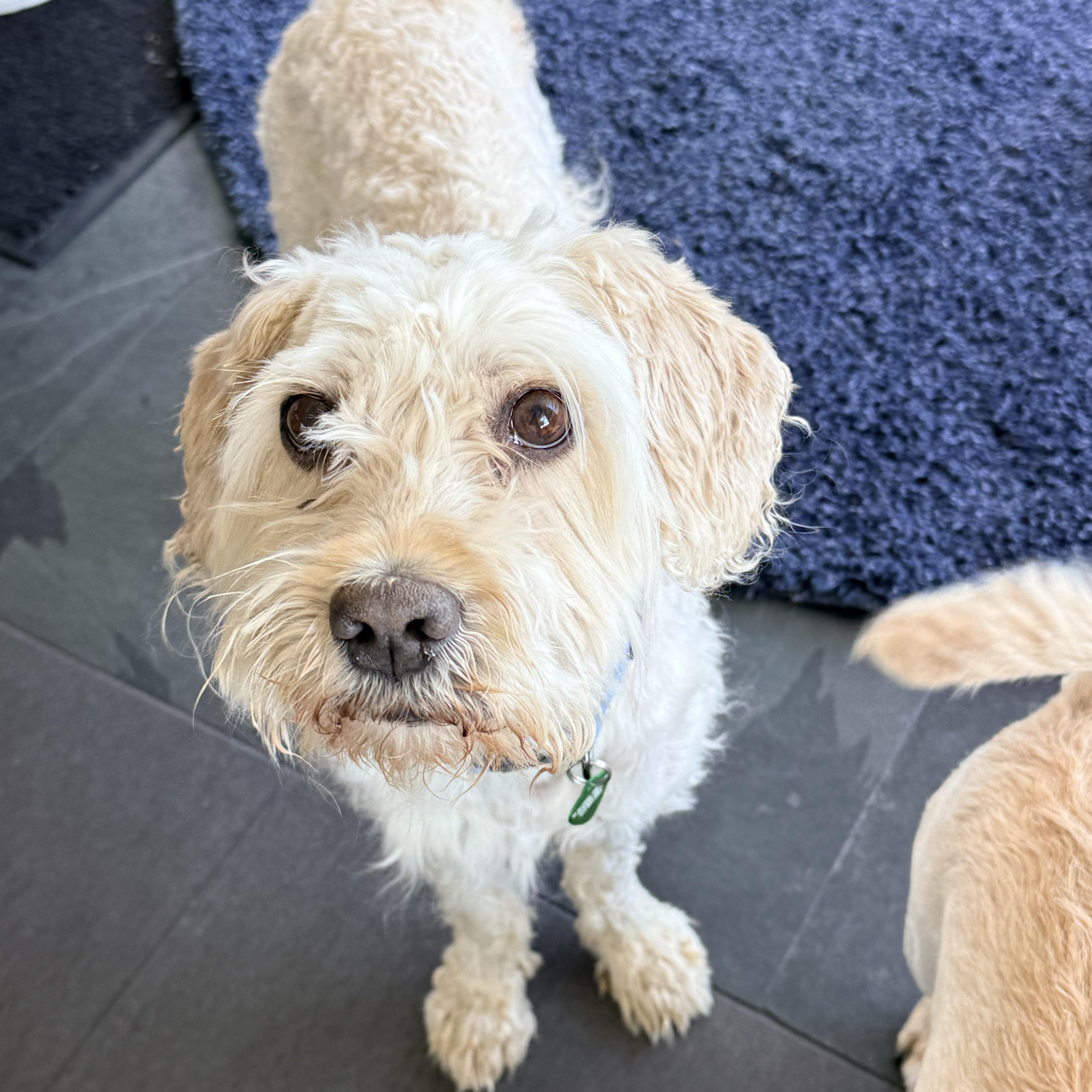 CHOWDER, a Adoptable mixed breed in los angeles, CA image 2/6