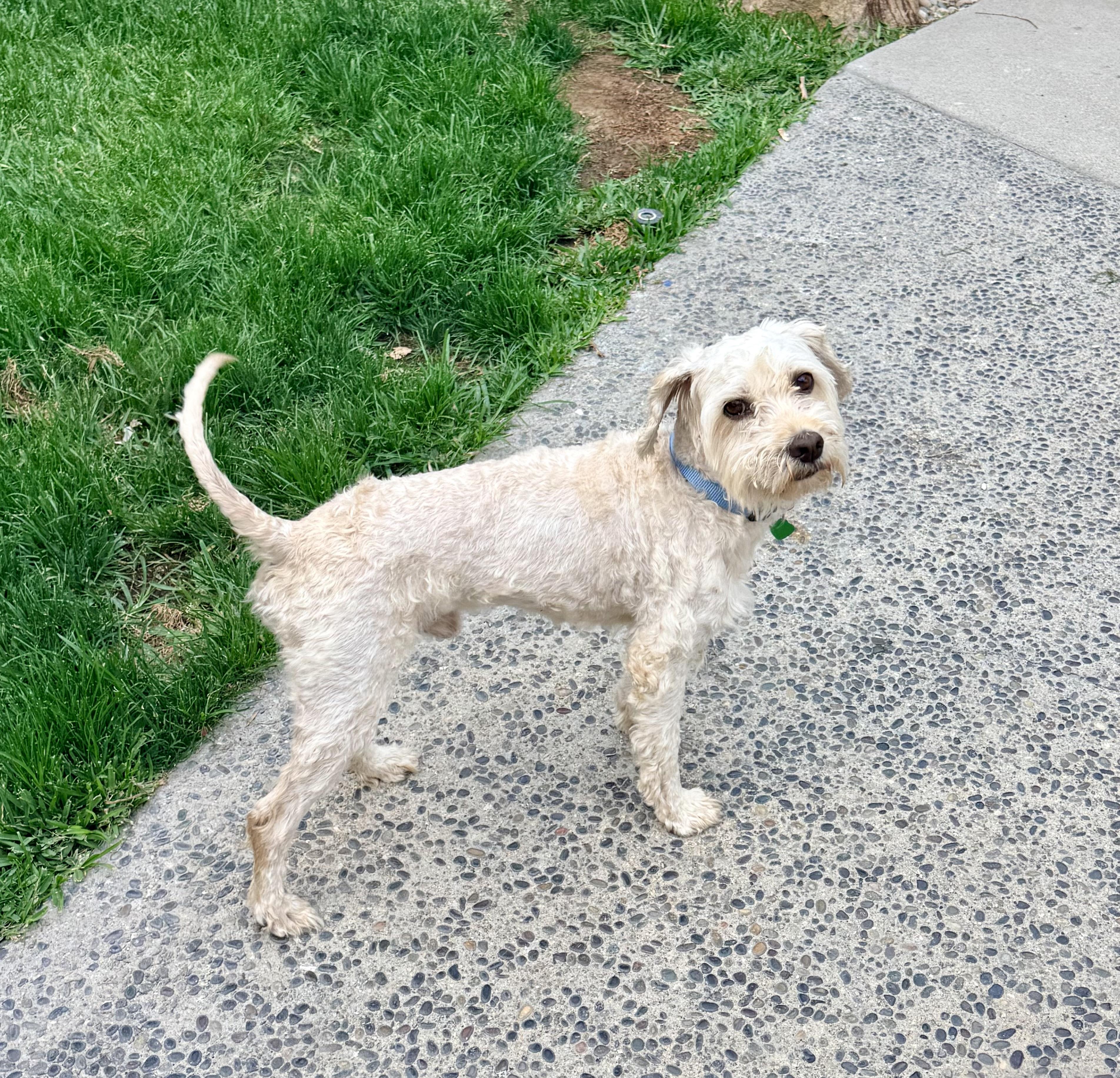 CHOWDER, a Adoptable mixed breed in los angeles, CA image 4/6