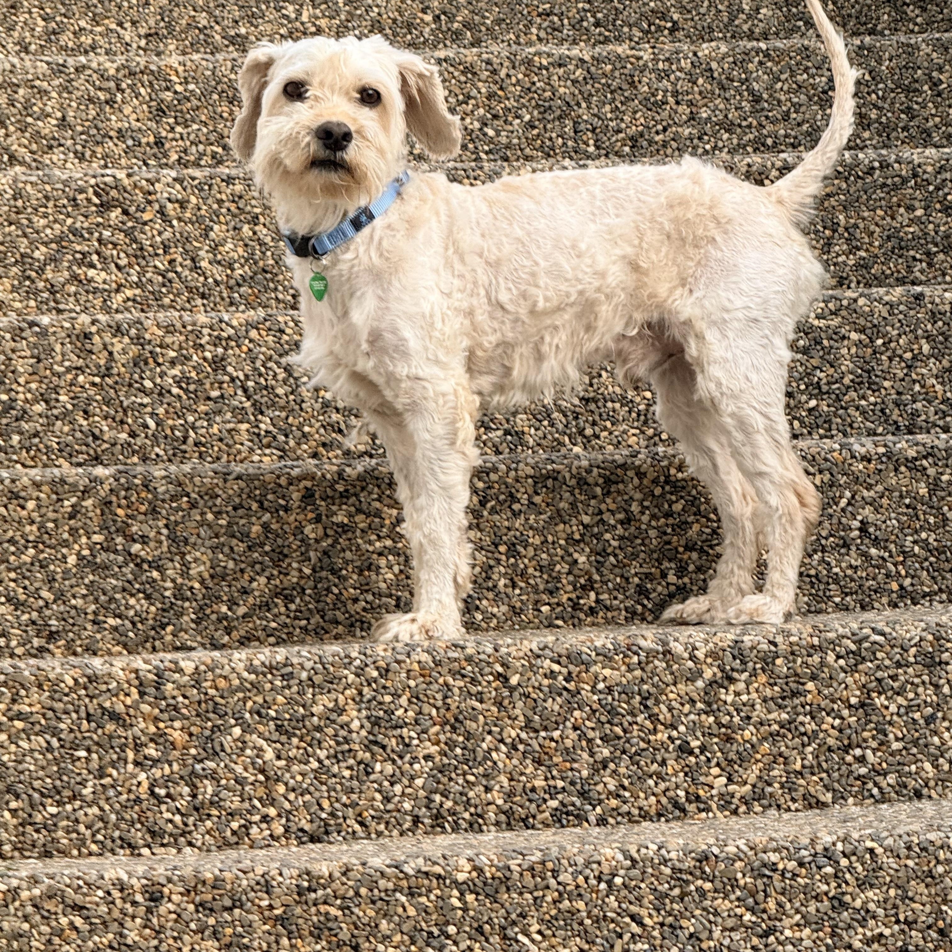 CHOWDER, a Adoptable mixed breed in los angeles, CA image 5/6