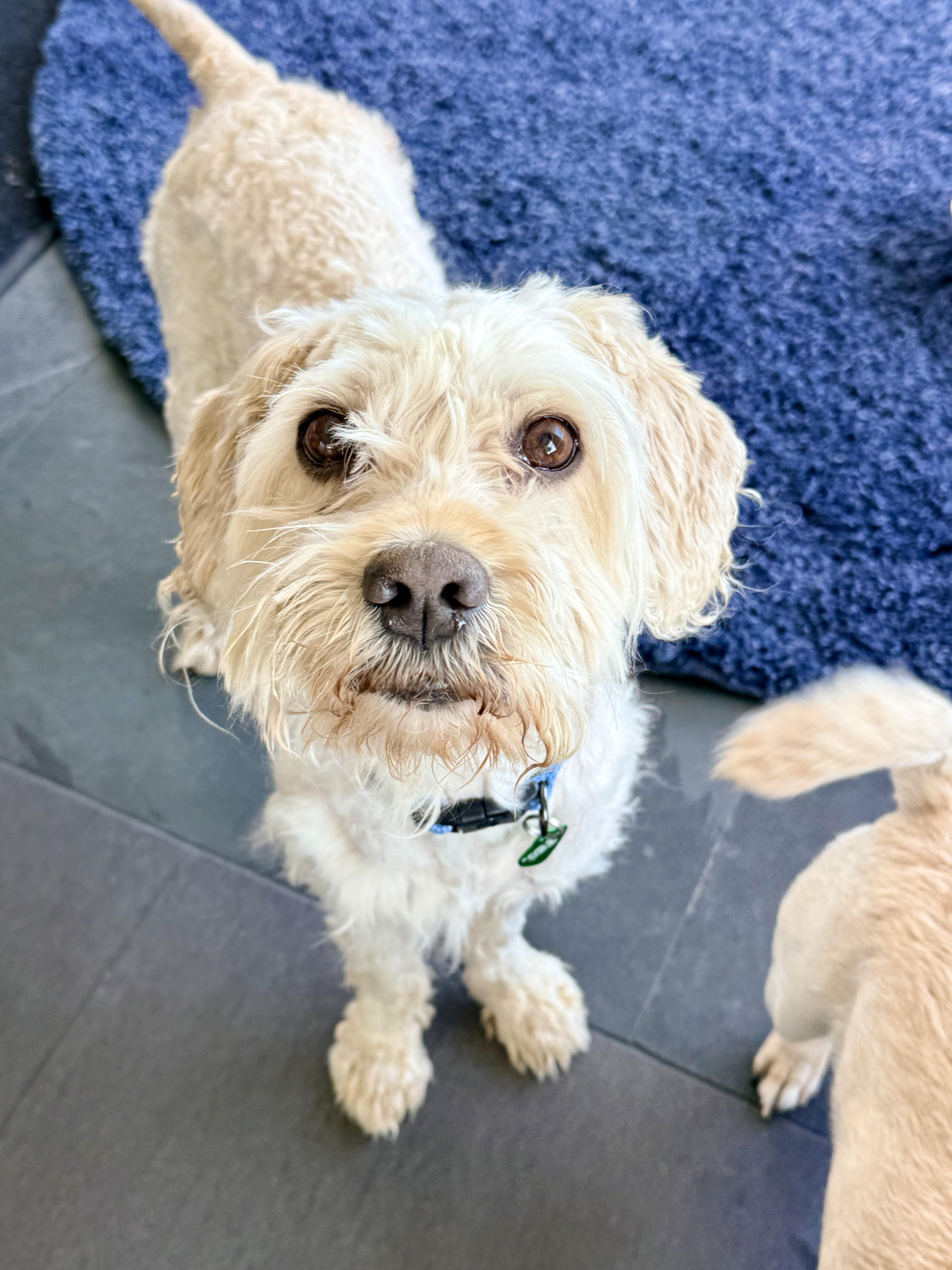 CHOWDER, Adoptable, Adult Male Poodle & Terrier.