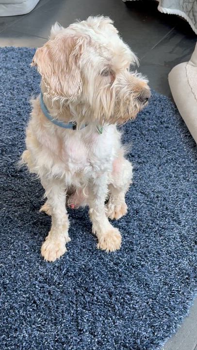 Enlarge CHOWDER, a Adoptable mixed breed in los angeles, CA video 6/6
