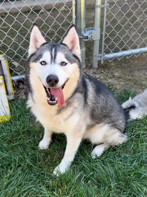 Enlarge Akira, a Adoptable Husky in Amery, WI image 2/2