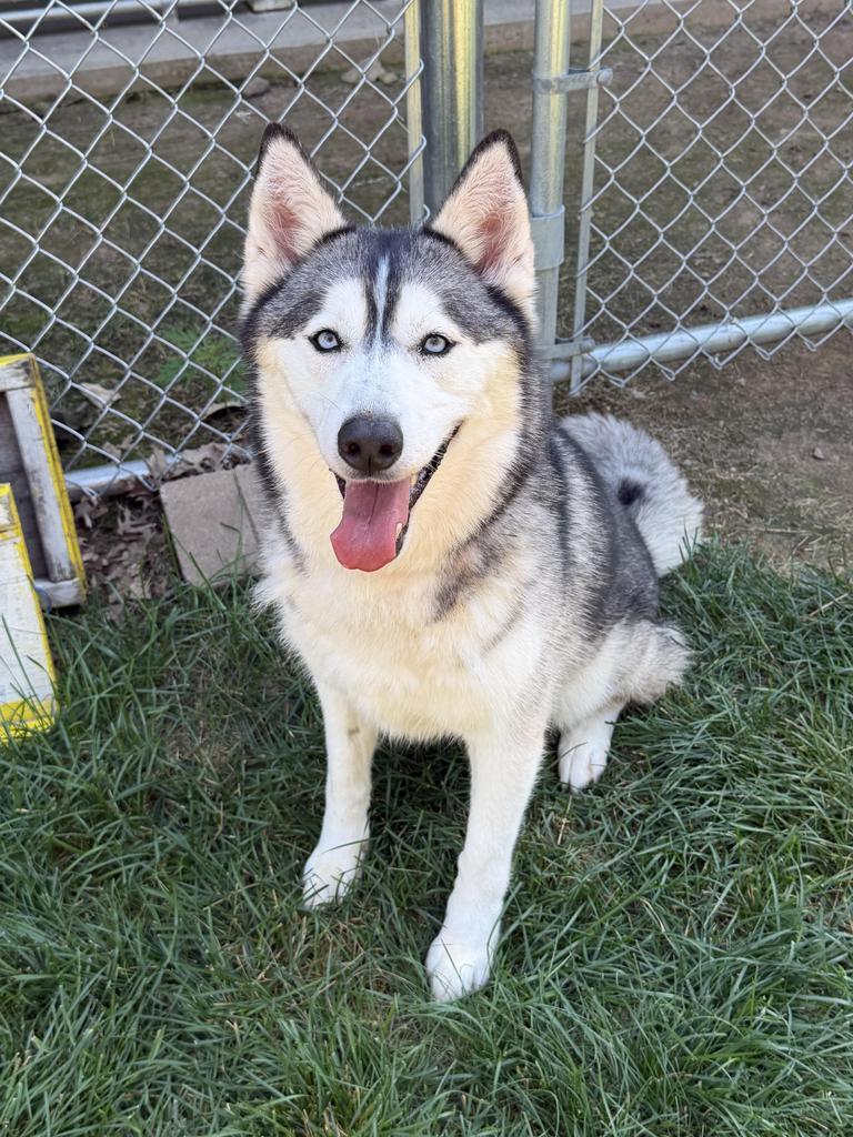 Akira, Adoptable, Adult Female Husky.