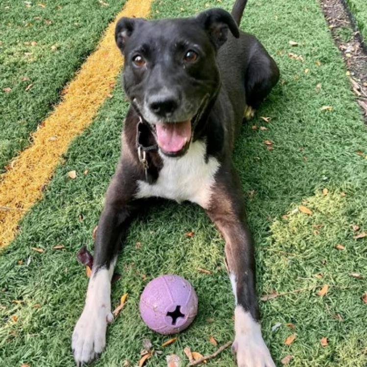 Enlarge Artemis, a Adoptable mixed breed in Oak Park, IL image 1/6