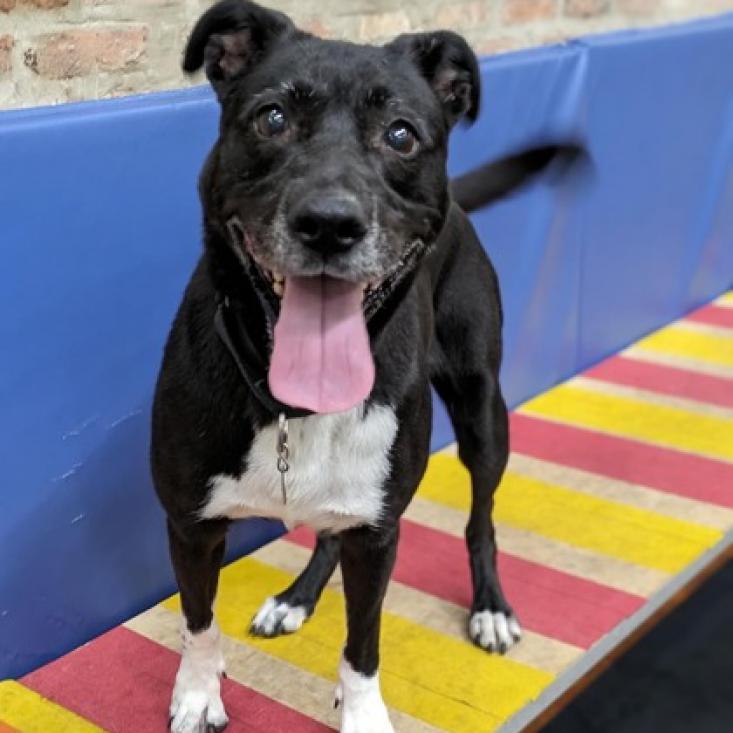 Enlarge Artemis, a Adoptable mixed breed in Oak Park, IL image 2/6