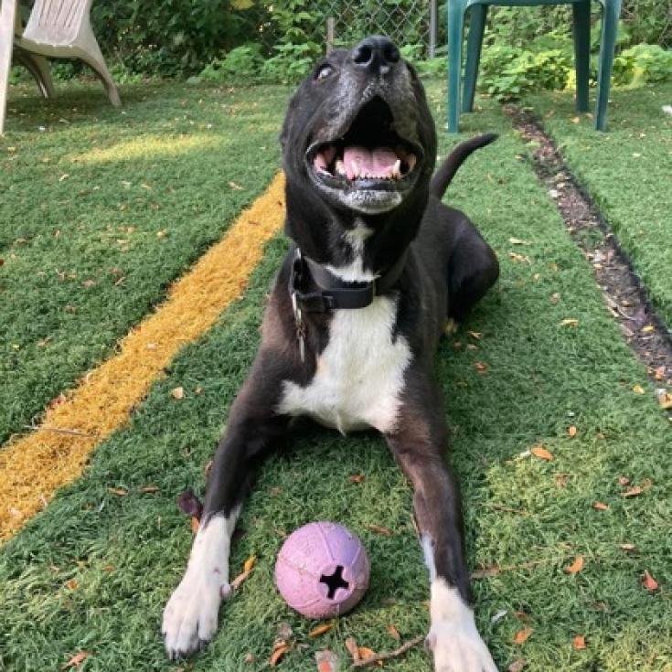 Enlarge Artemis, a Adoptable mixed breed in Oak Park, IL image 3/6
