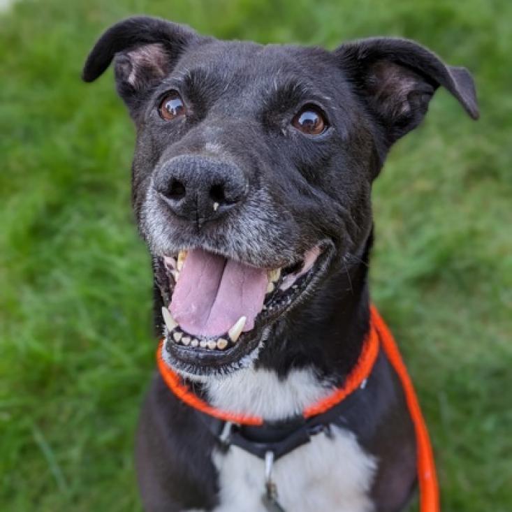 Enlarge Artemis, a Adoptable mixed breed in Oak Park, IL image 4/6