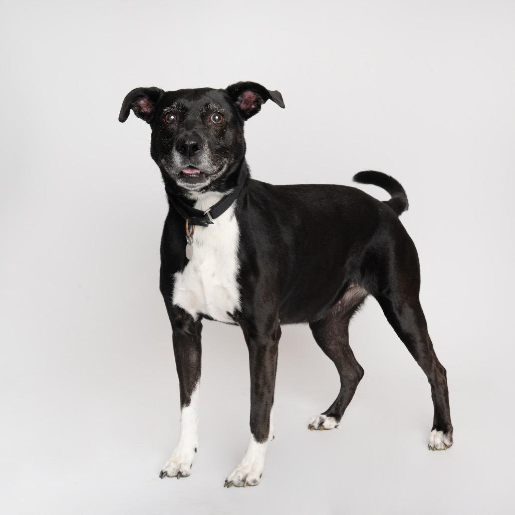 Enlarge Artemis, a Adoptable mixed breed in Oak Park, IL image 5/6