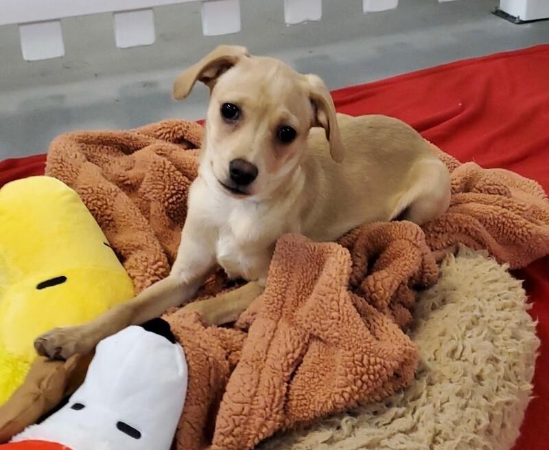 French Onion, a Adoptable mixed breed in Van Nuys, CA image 1/6