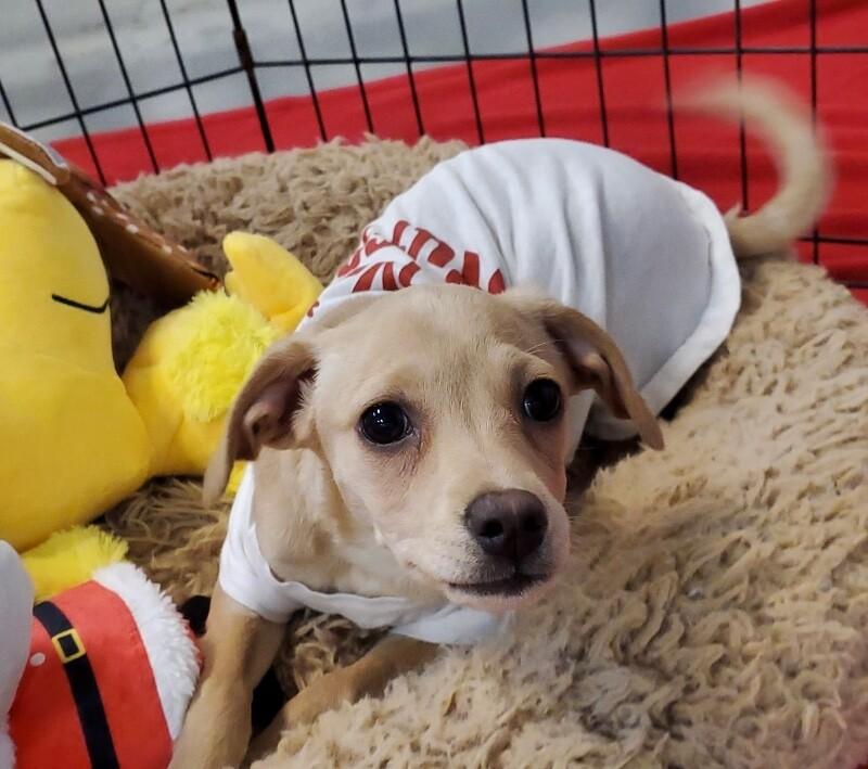 French Onion, a Adoptable mixed breed in Van Nuys, CA image 2/6